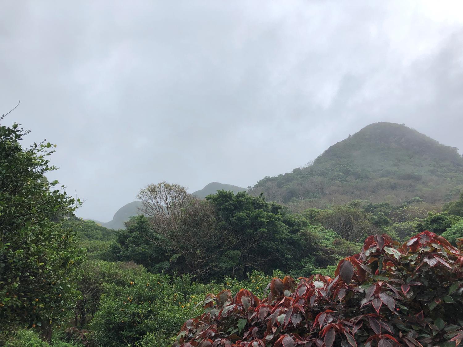 ミカンの木が植えられている山