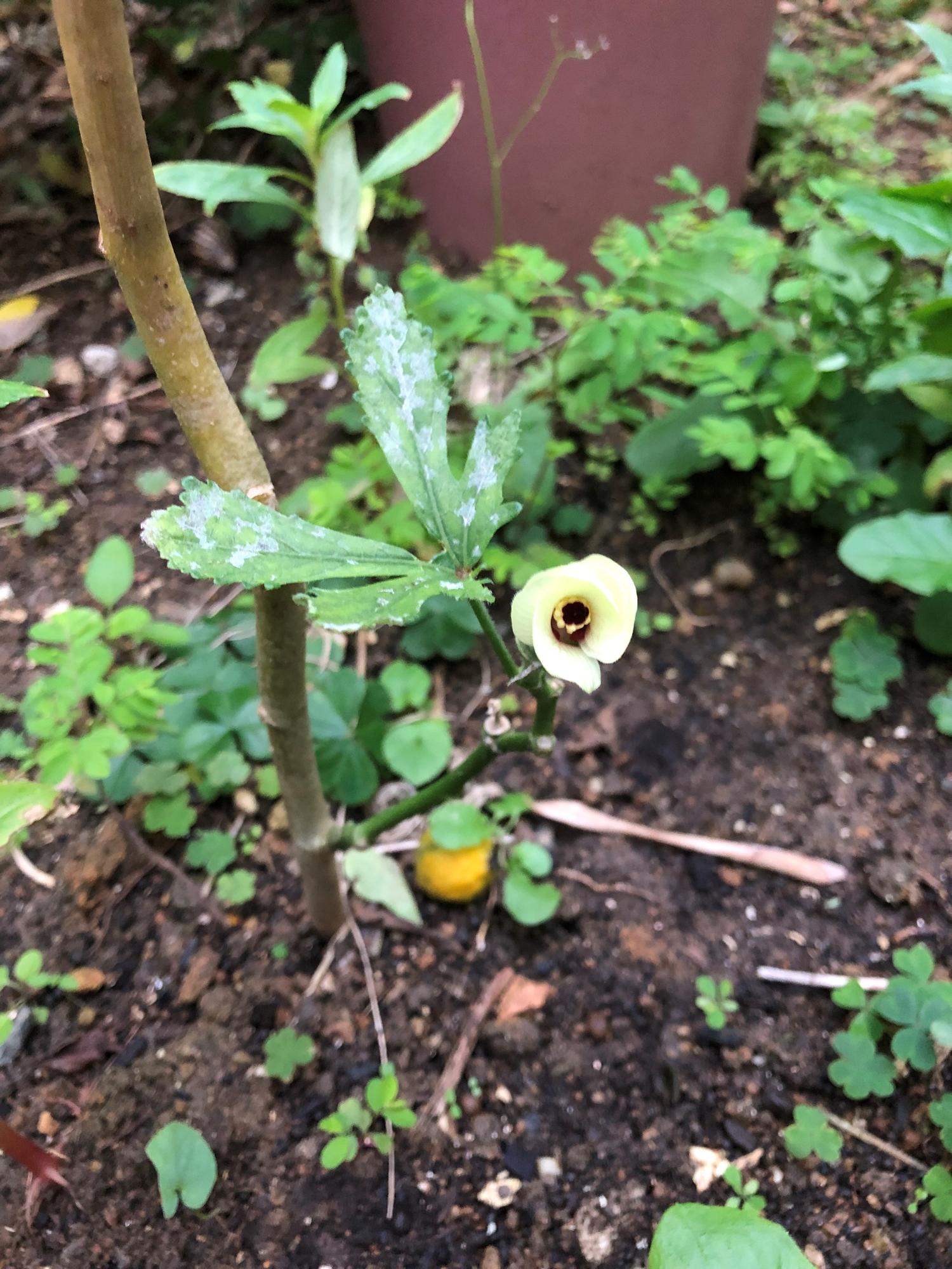 今年さいごのオクラの花