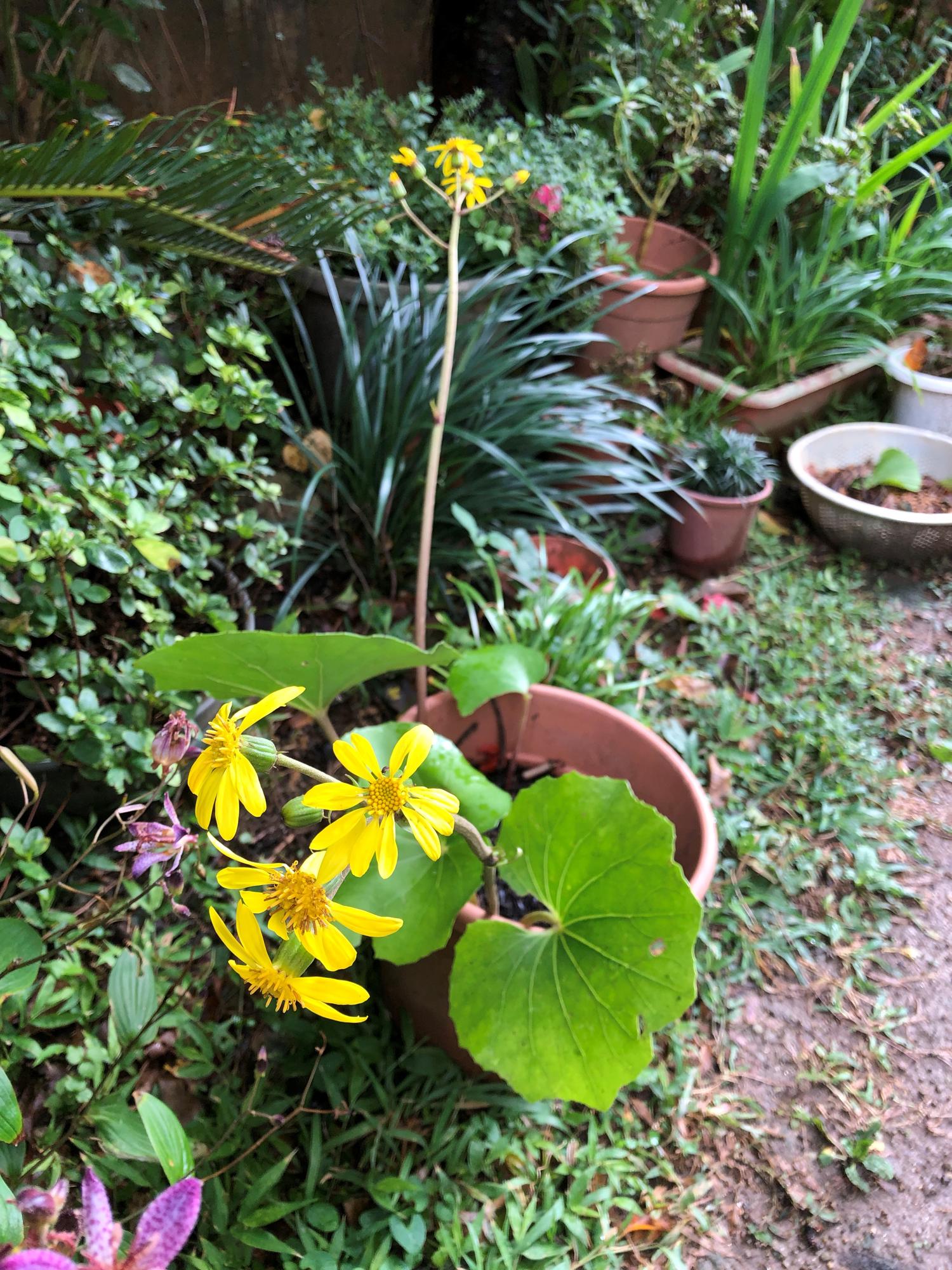 山原のツワブキの花