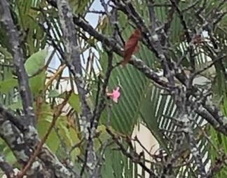 桜の花が咲いた