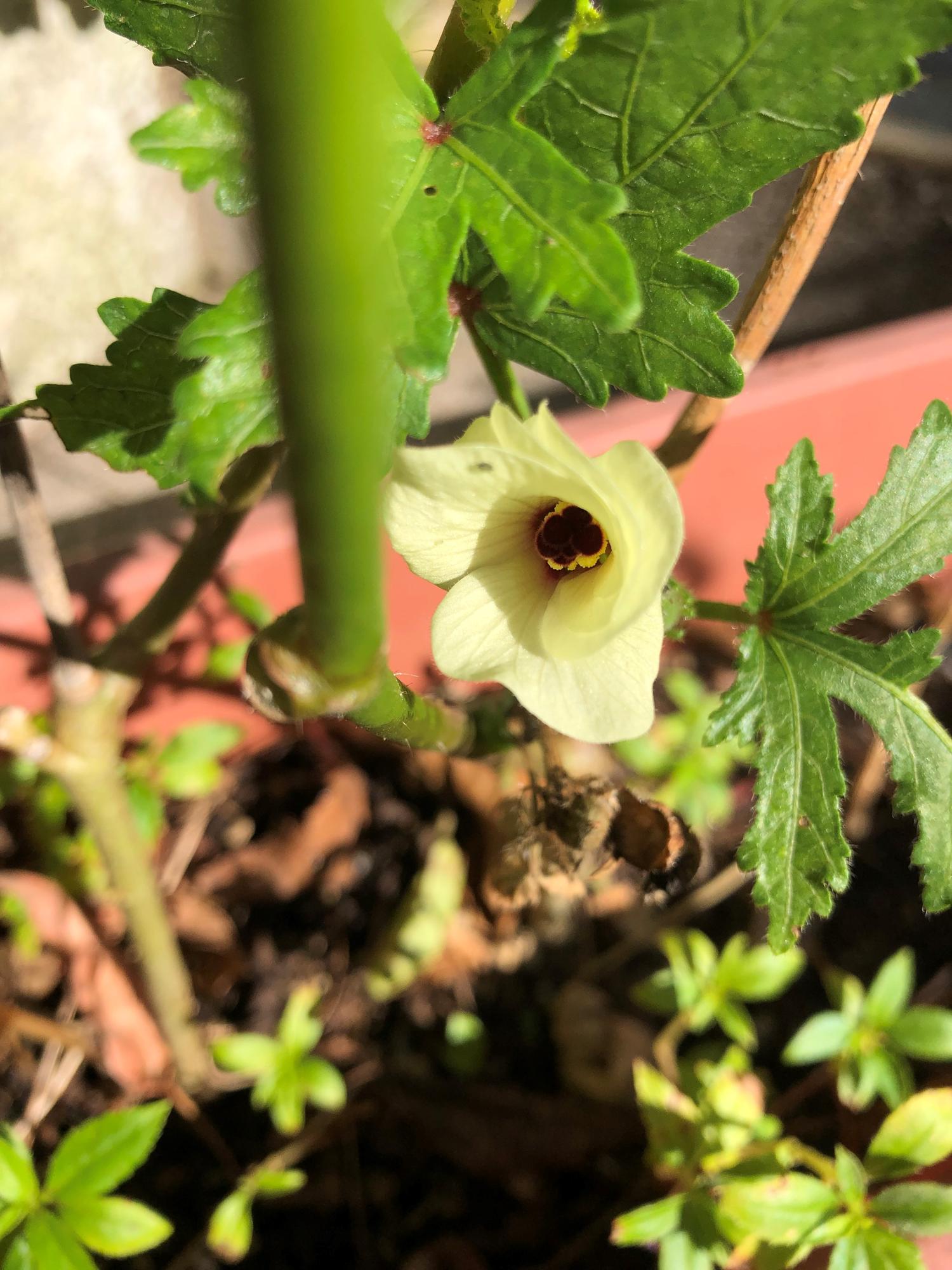 今年のオクラの花