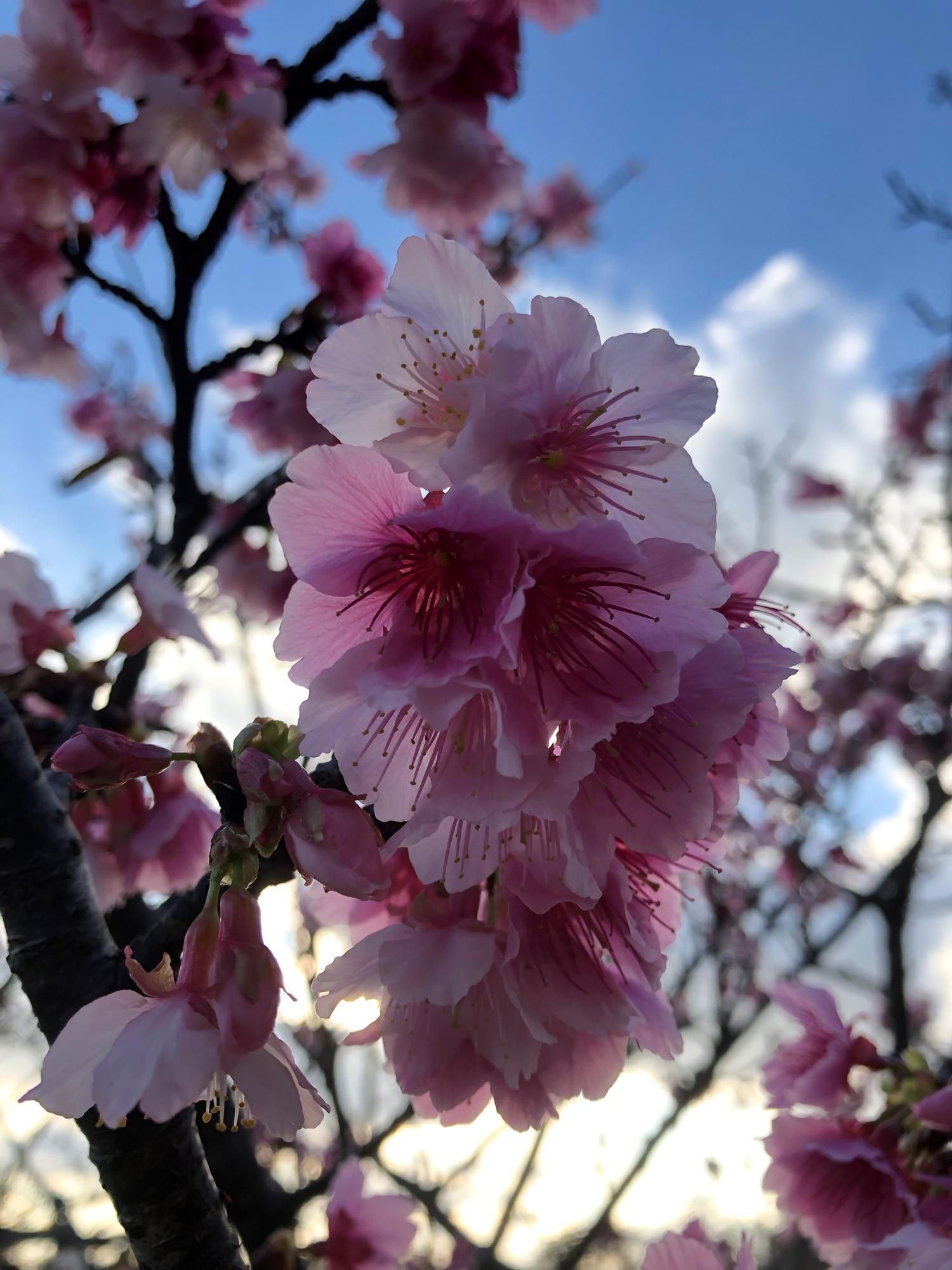 桜のアップです