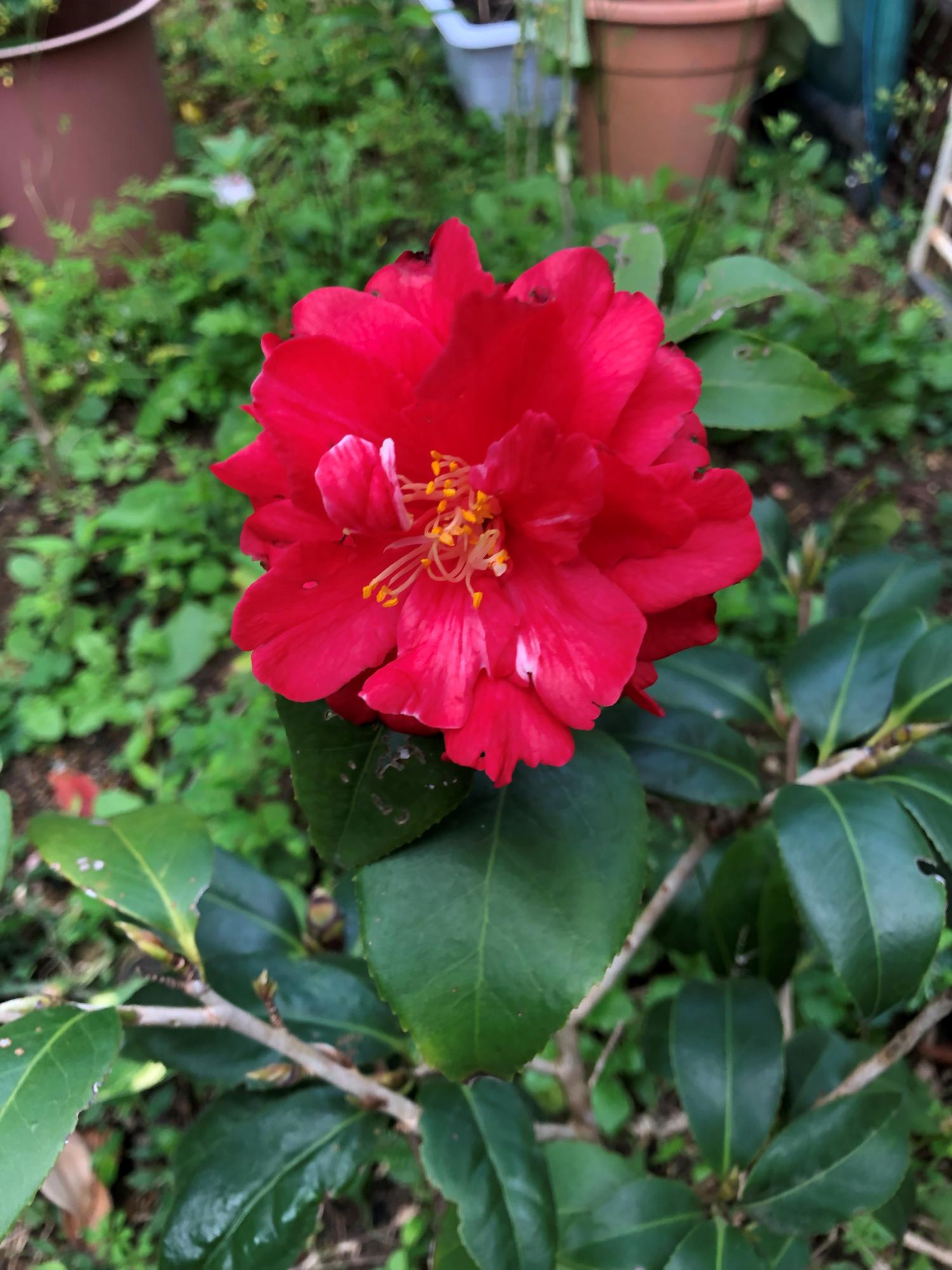 山茶花の花が開いた（突然！）