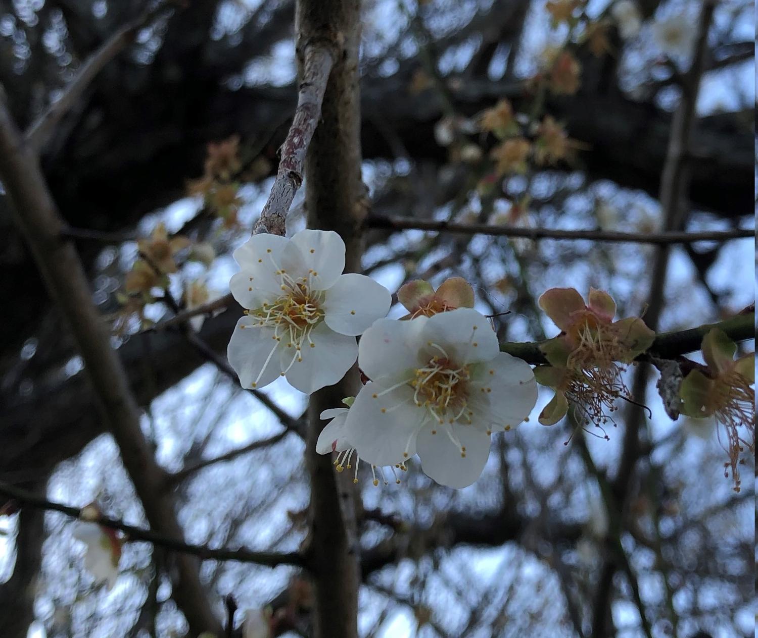 梅の白い花