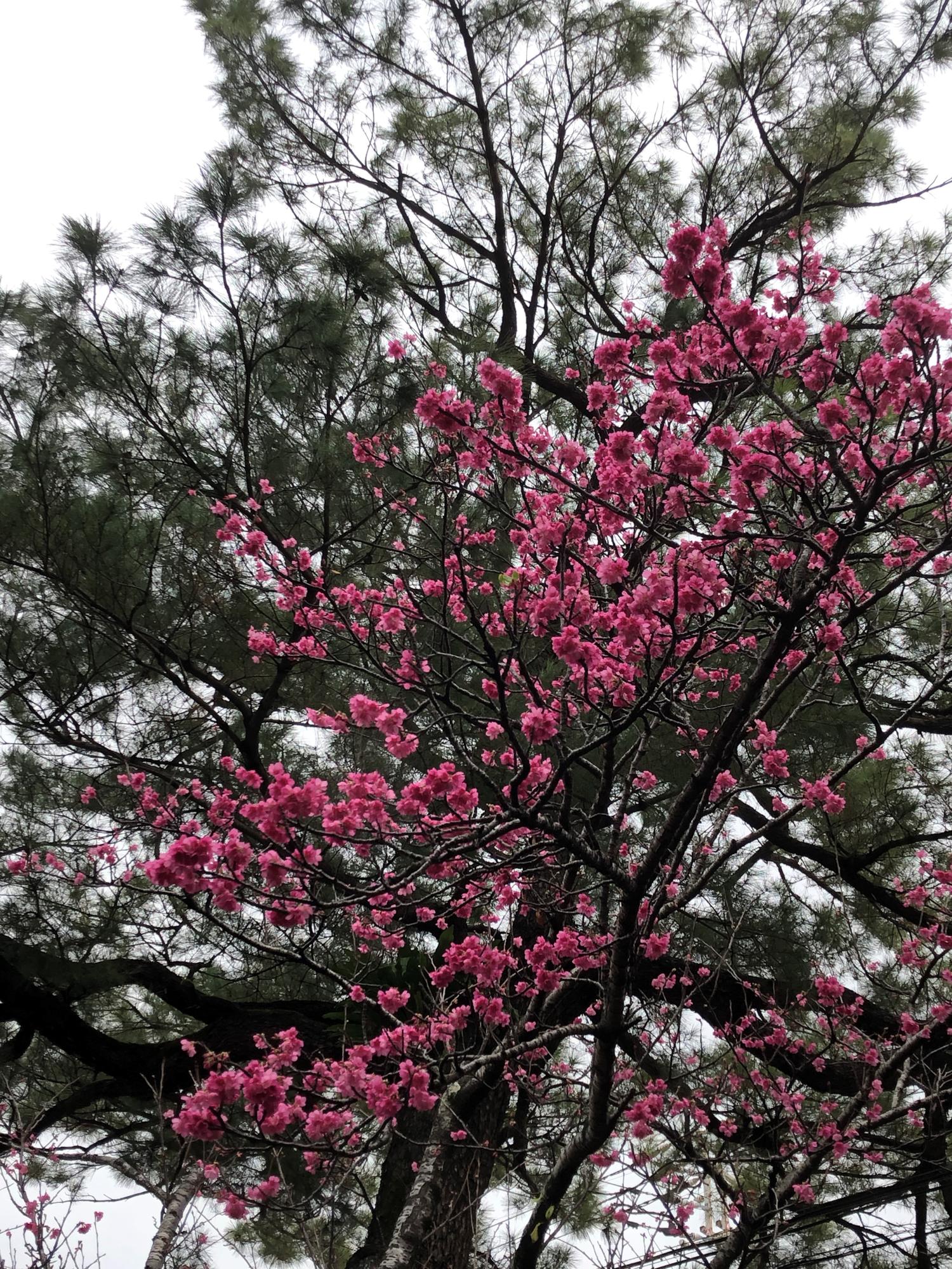 桜と琉球松