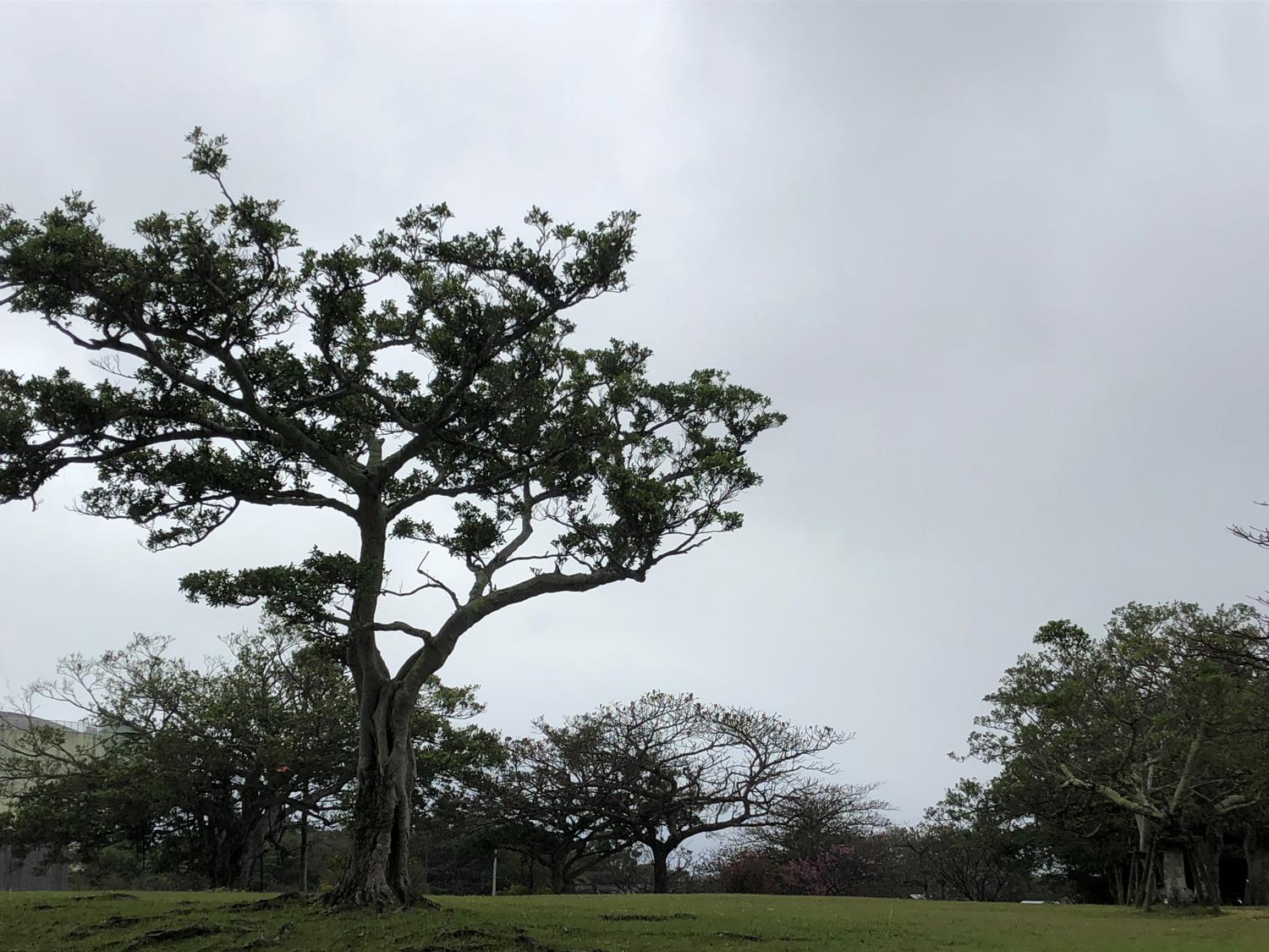 イェスタディの１６時４４分　雨模様の公園