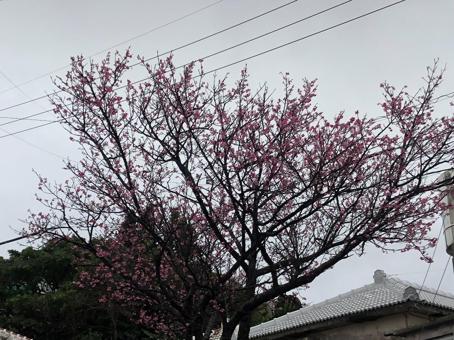 民家の桜