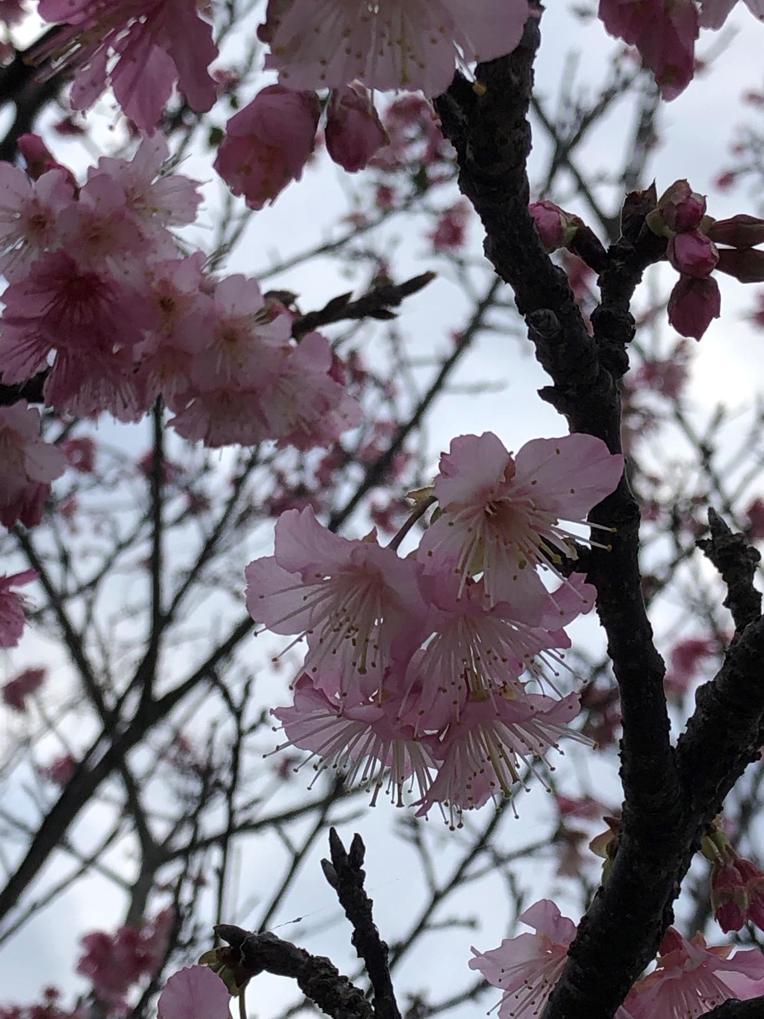 イェスタディの１７時１４分　ジョギンギ途中で撮った桜