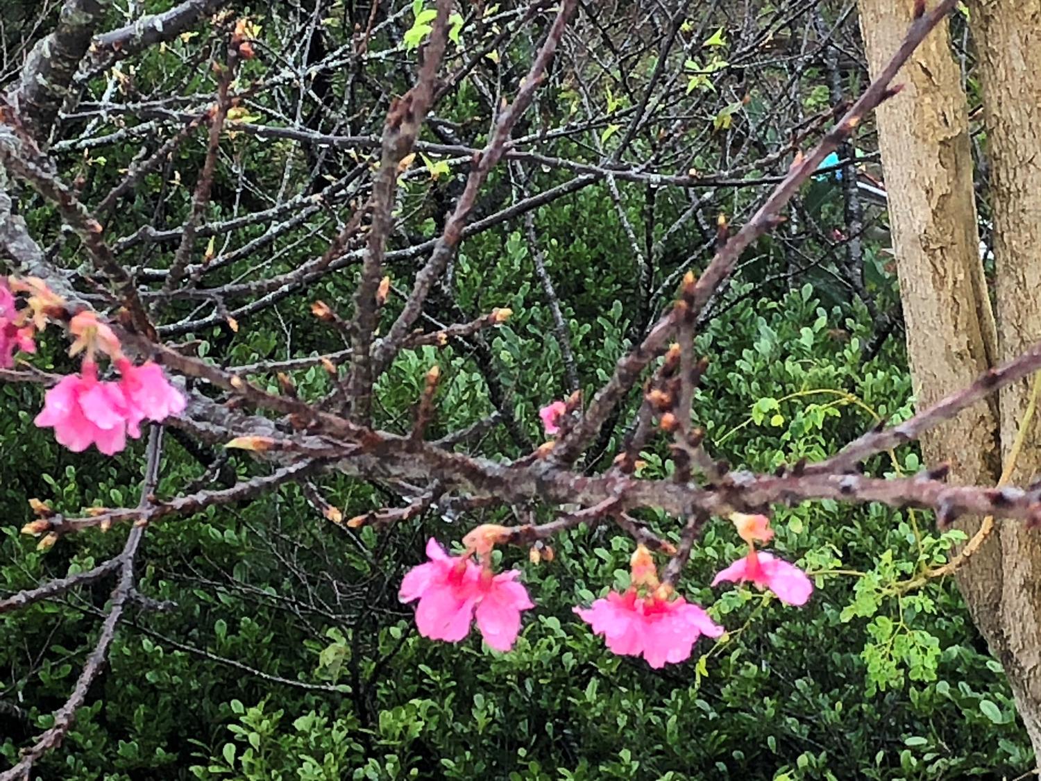 雨の中、ベランダから桜を撮る