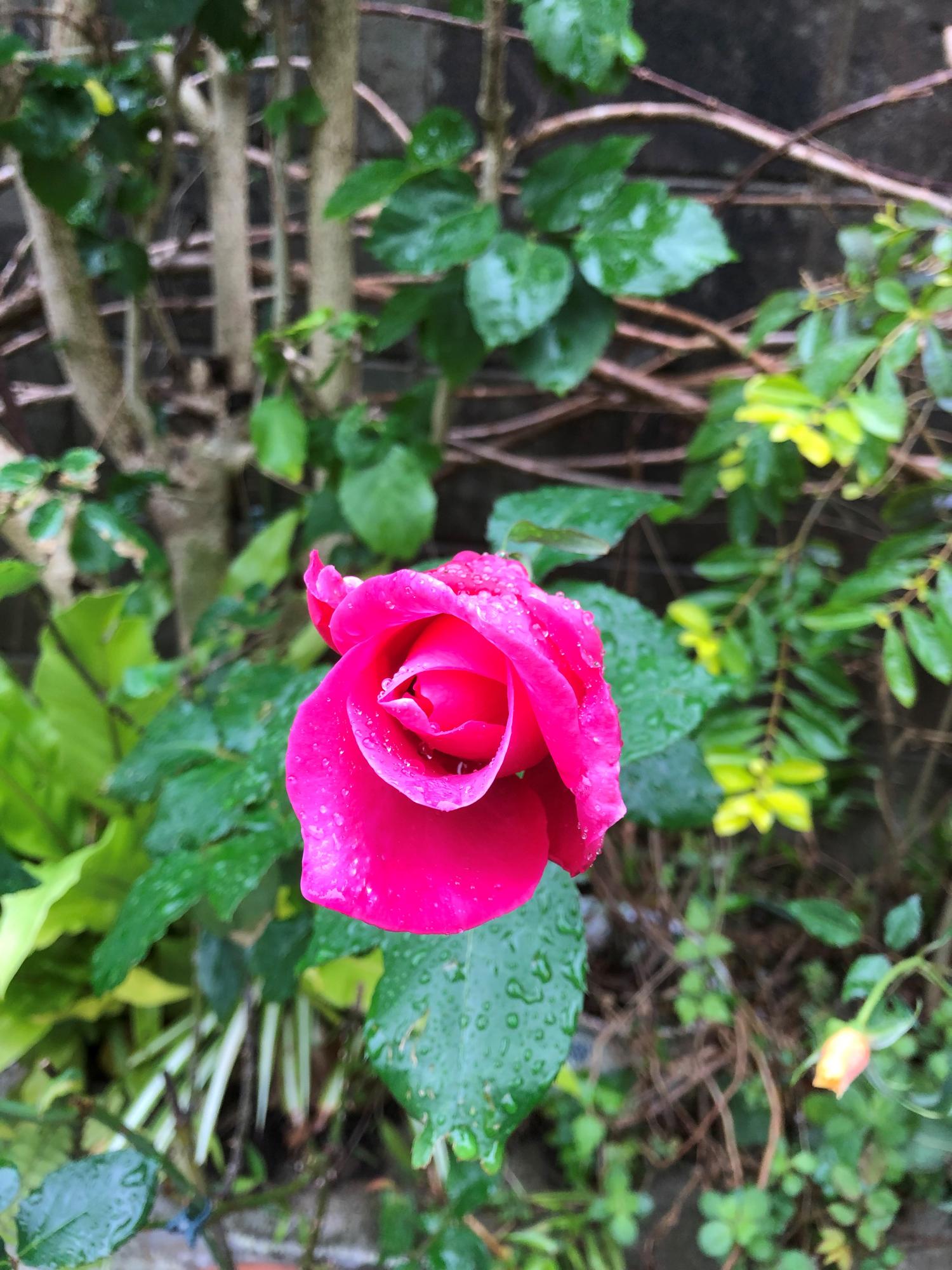 雨に濡れた薔薇の花