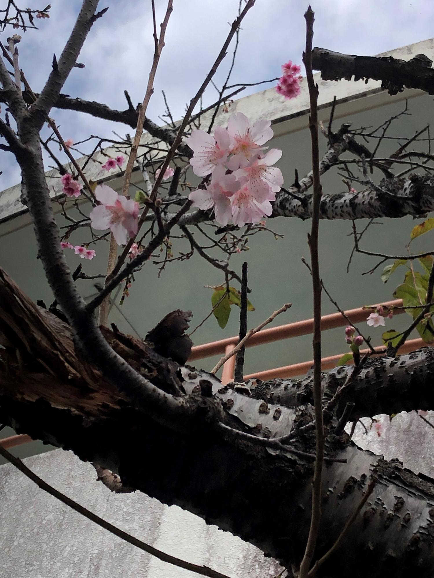 近所の綺麗な桜　数年前に大胆に枝を剪定した木