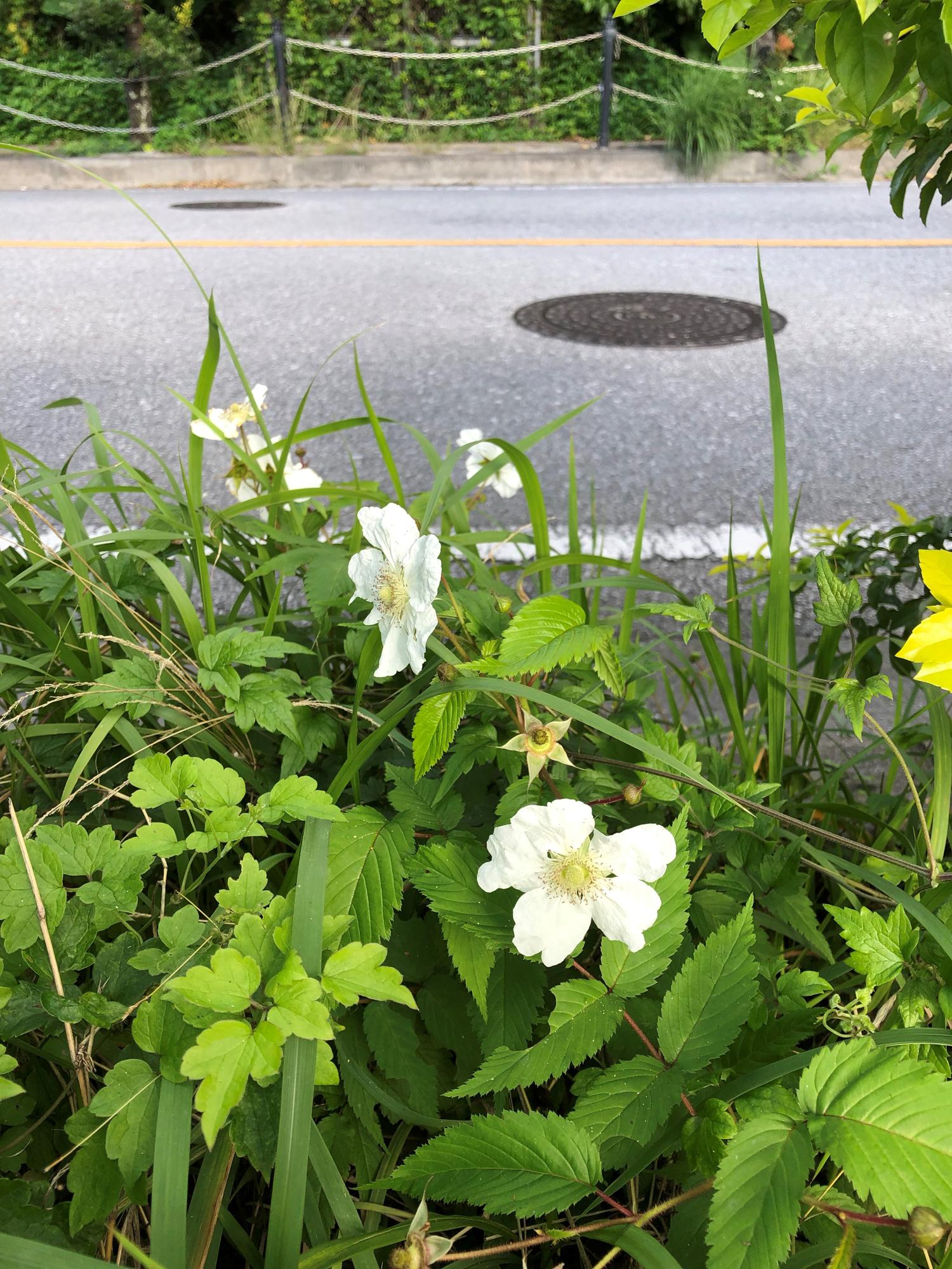 白い花の野いちご