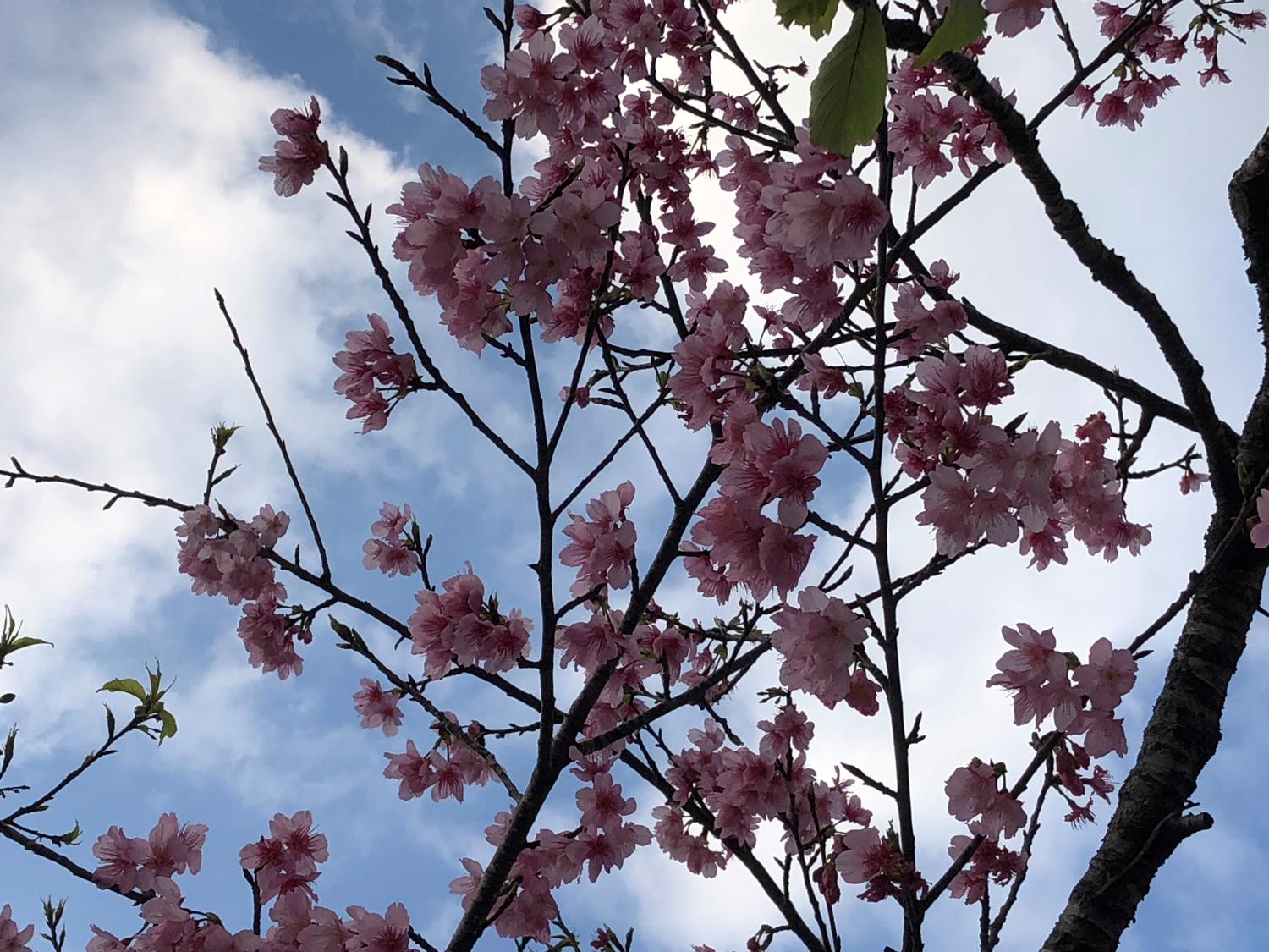 ２月５日（土曜日）に撮った首里高校の桜