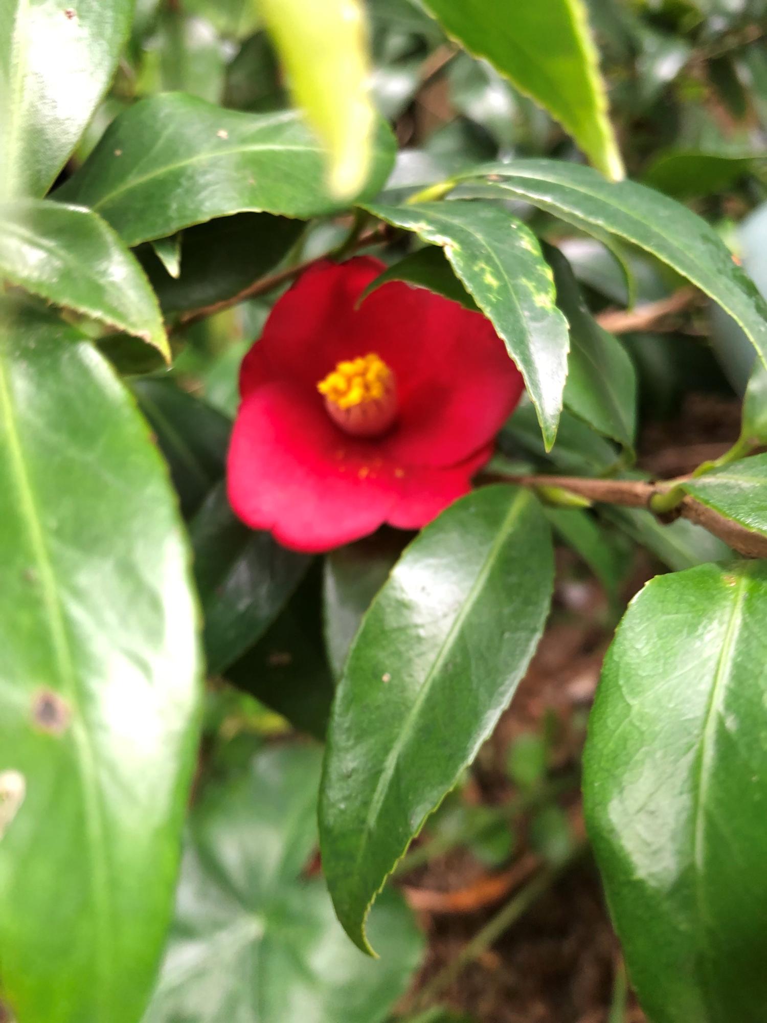 ツバキの花（ピントがあっていないが）