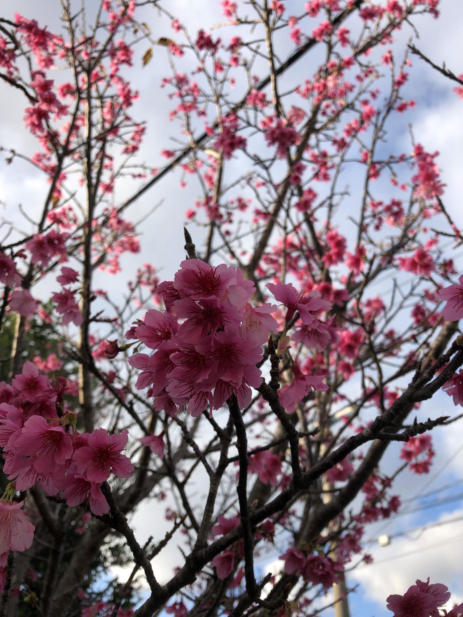 先月末2022.01.31 撮影の桜