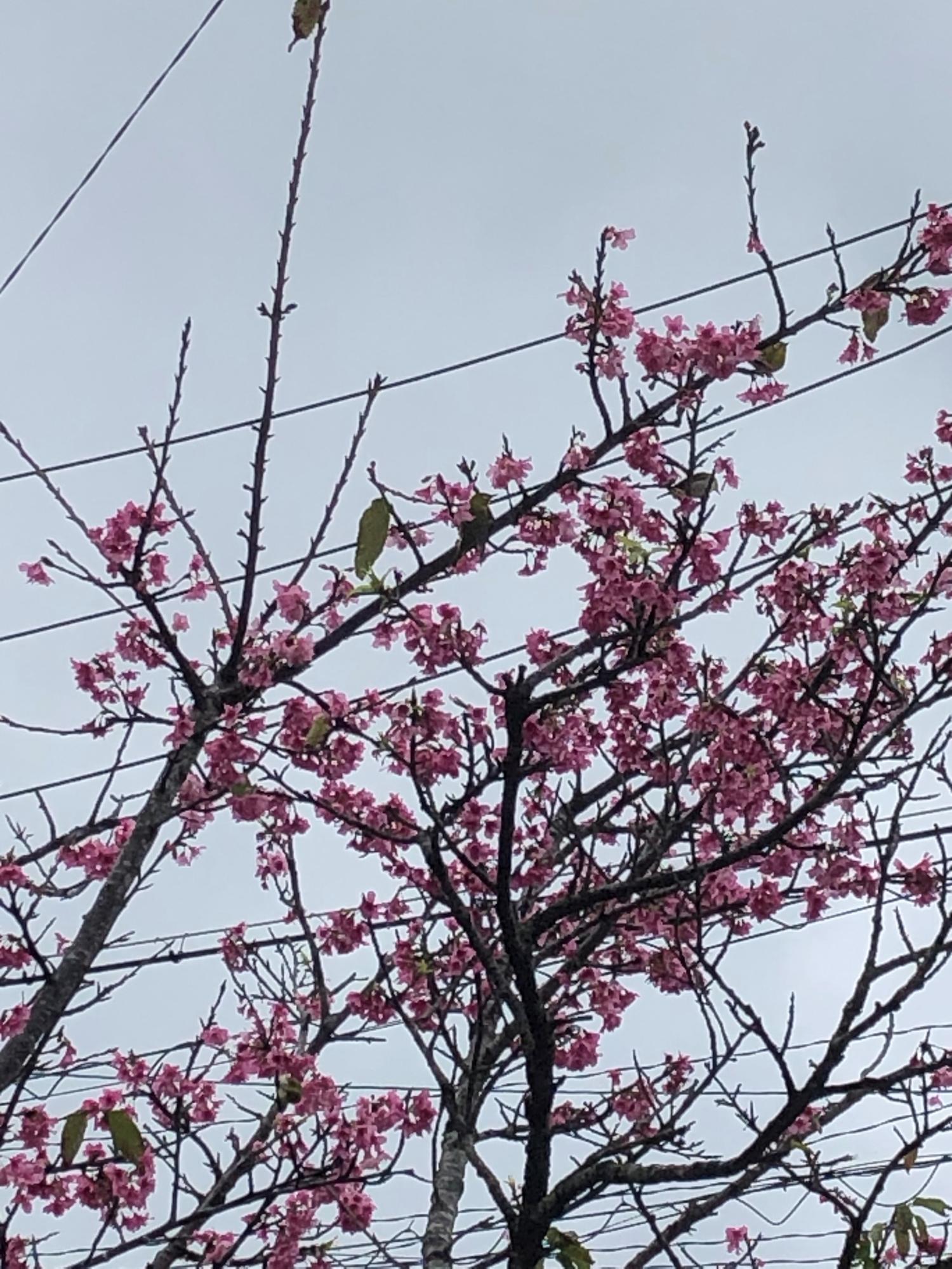 隣り近所の遅咲き桜に、メジロが（見えるかな）