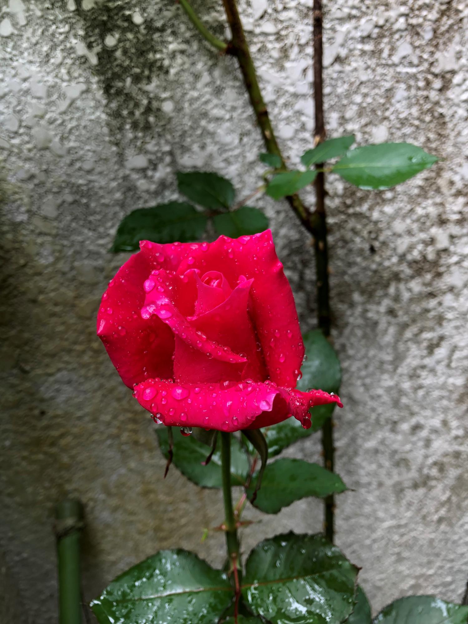 雨に濡れてバラ