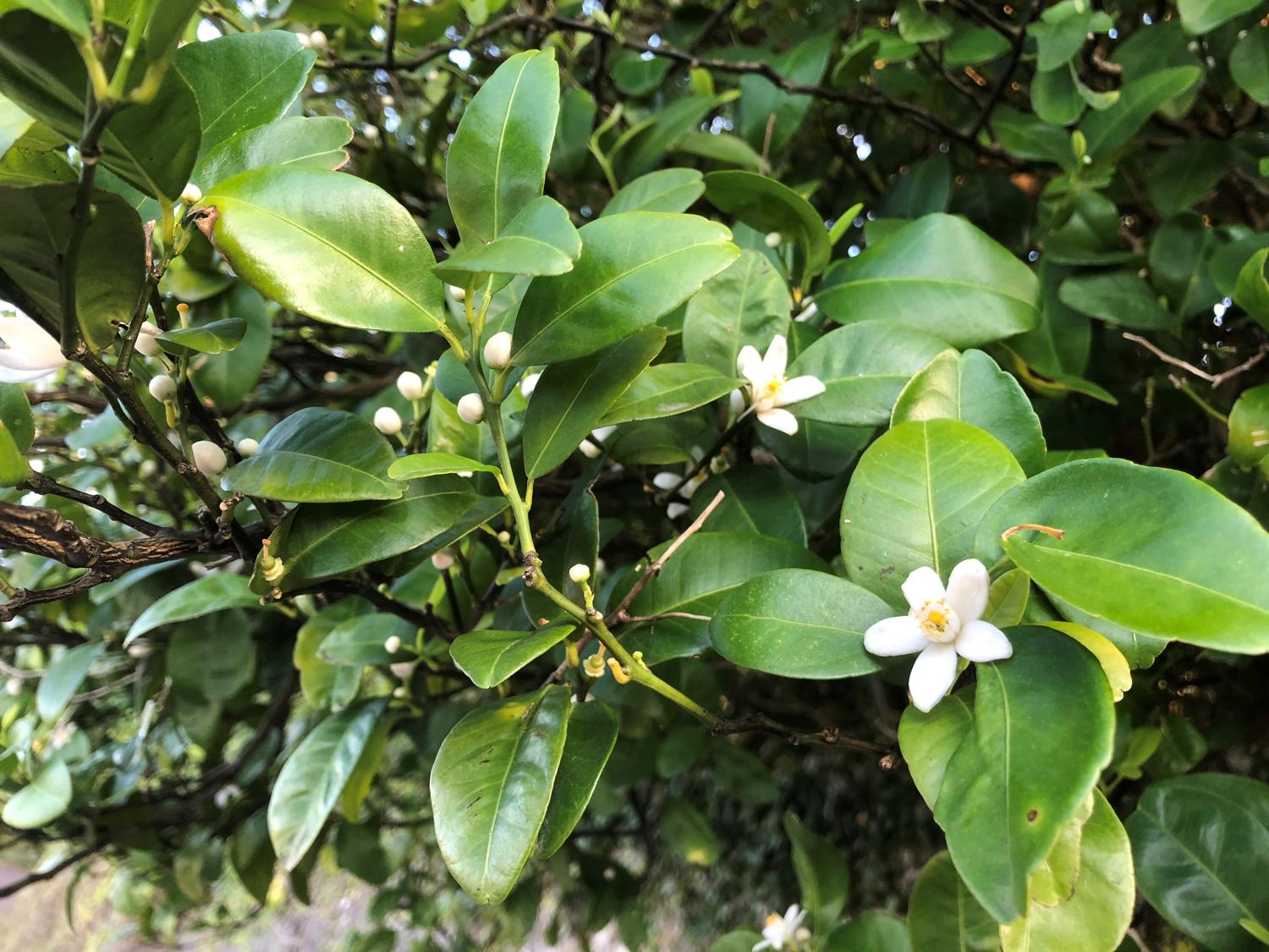 ミカンの花
