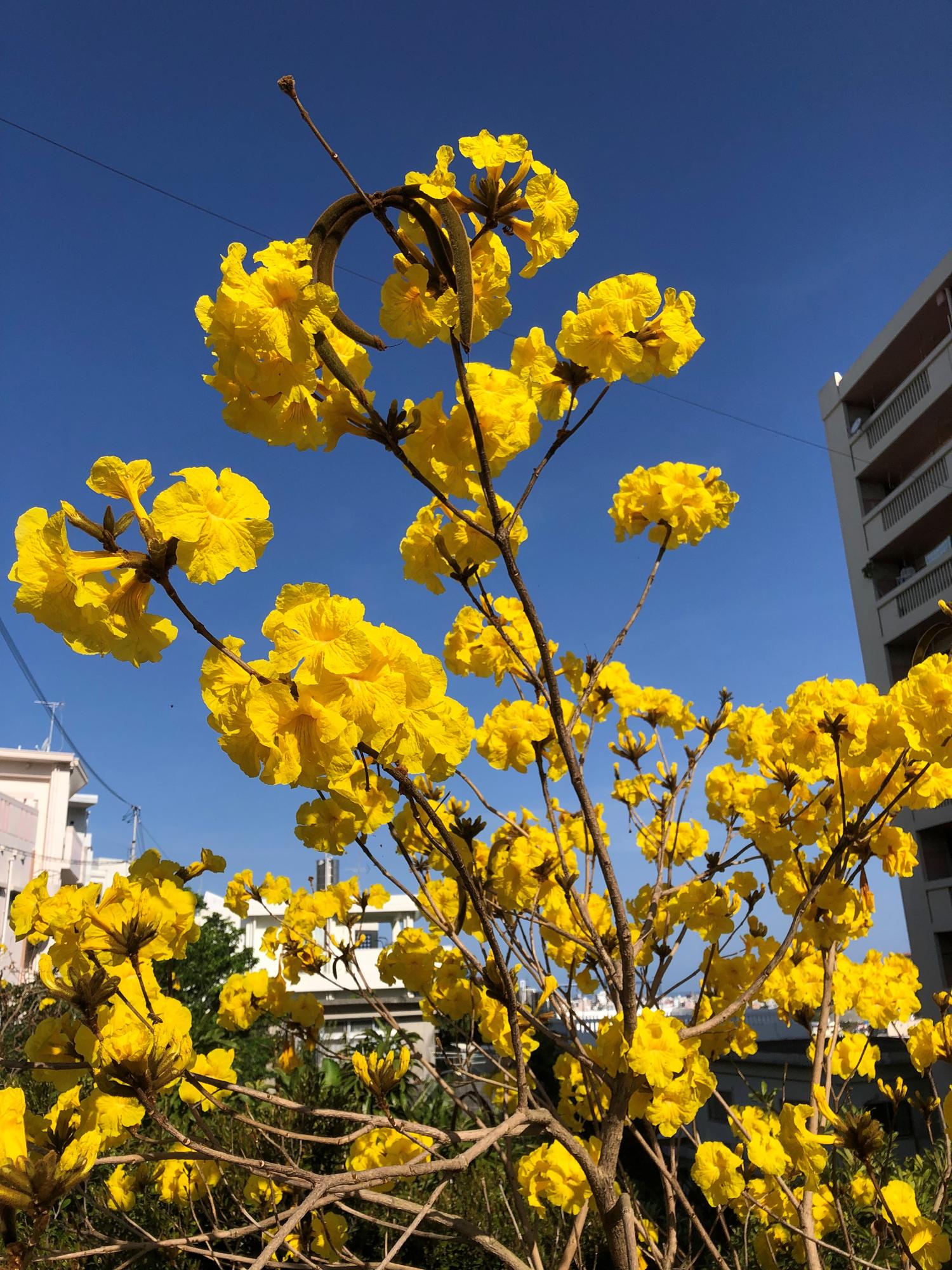イッペーの花