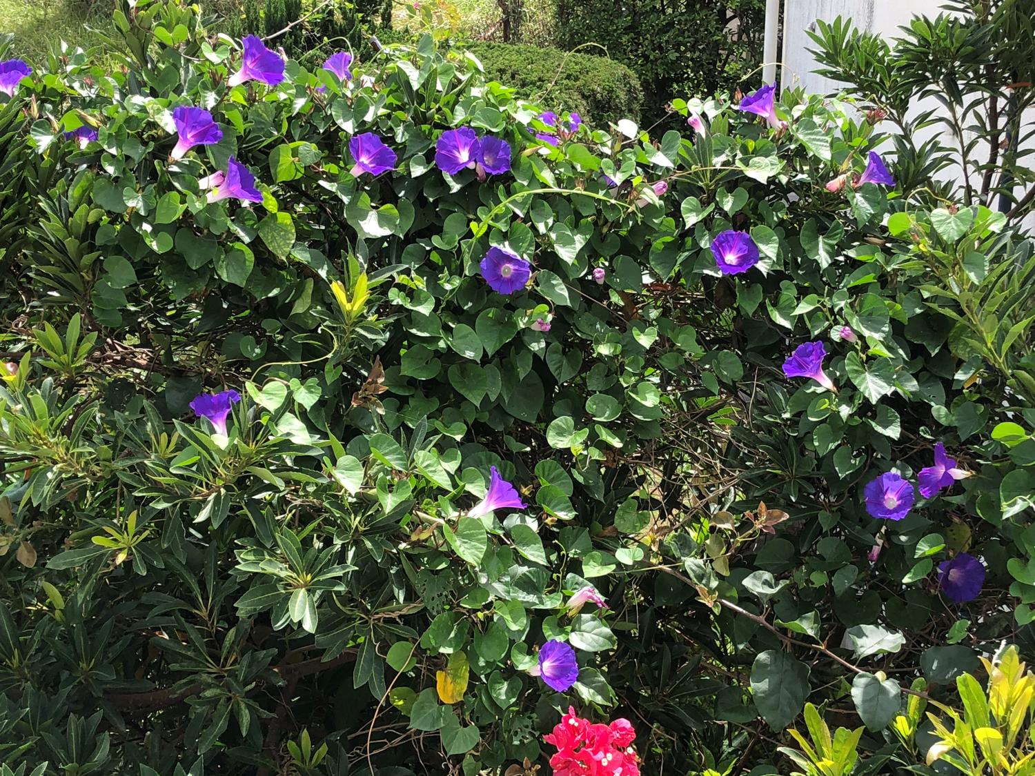 机の右側から見えた沢山の花
