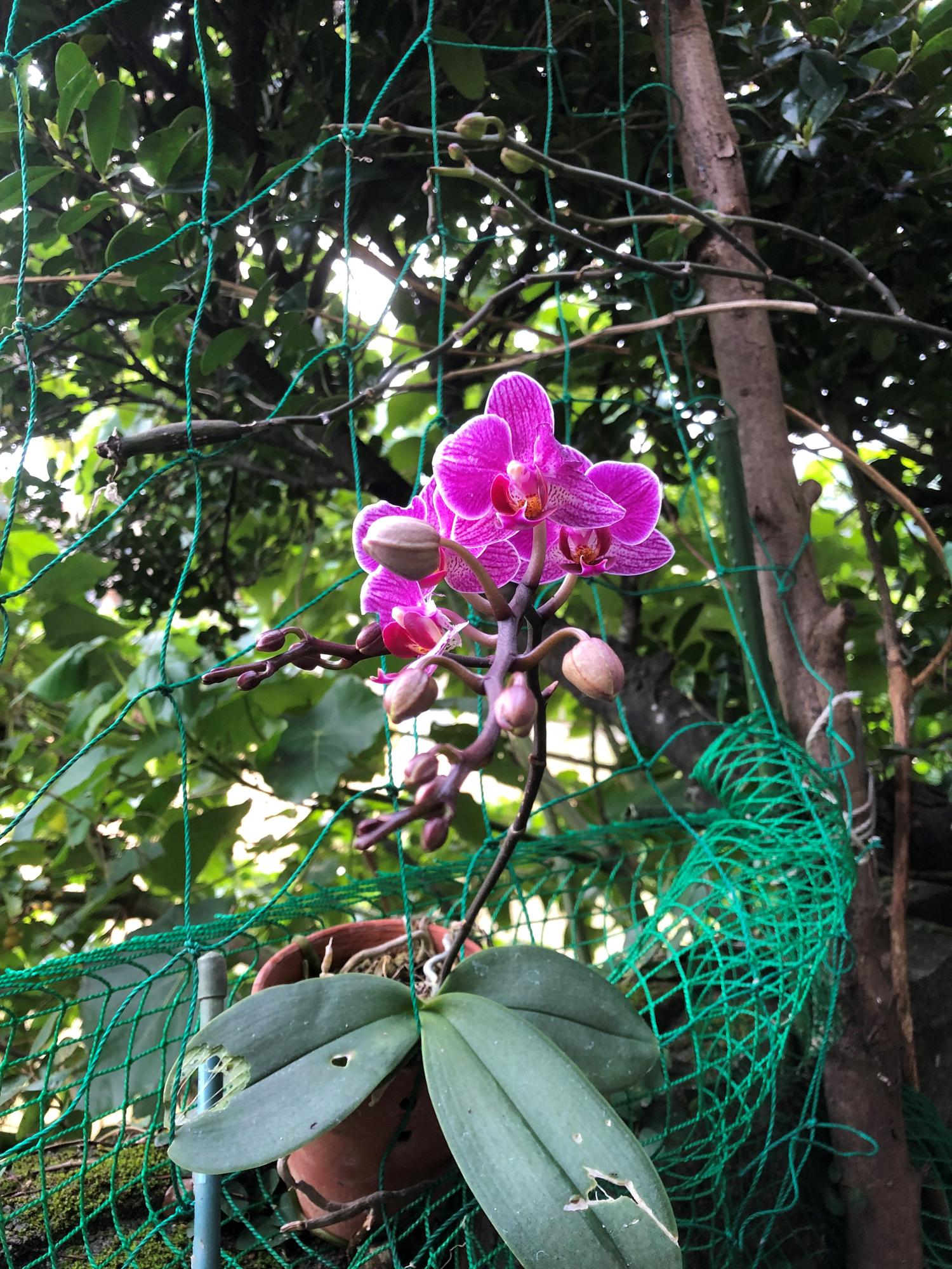 今年初めの欄の花