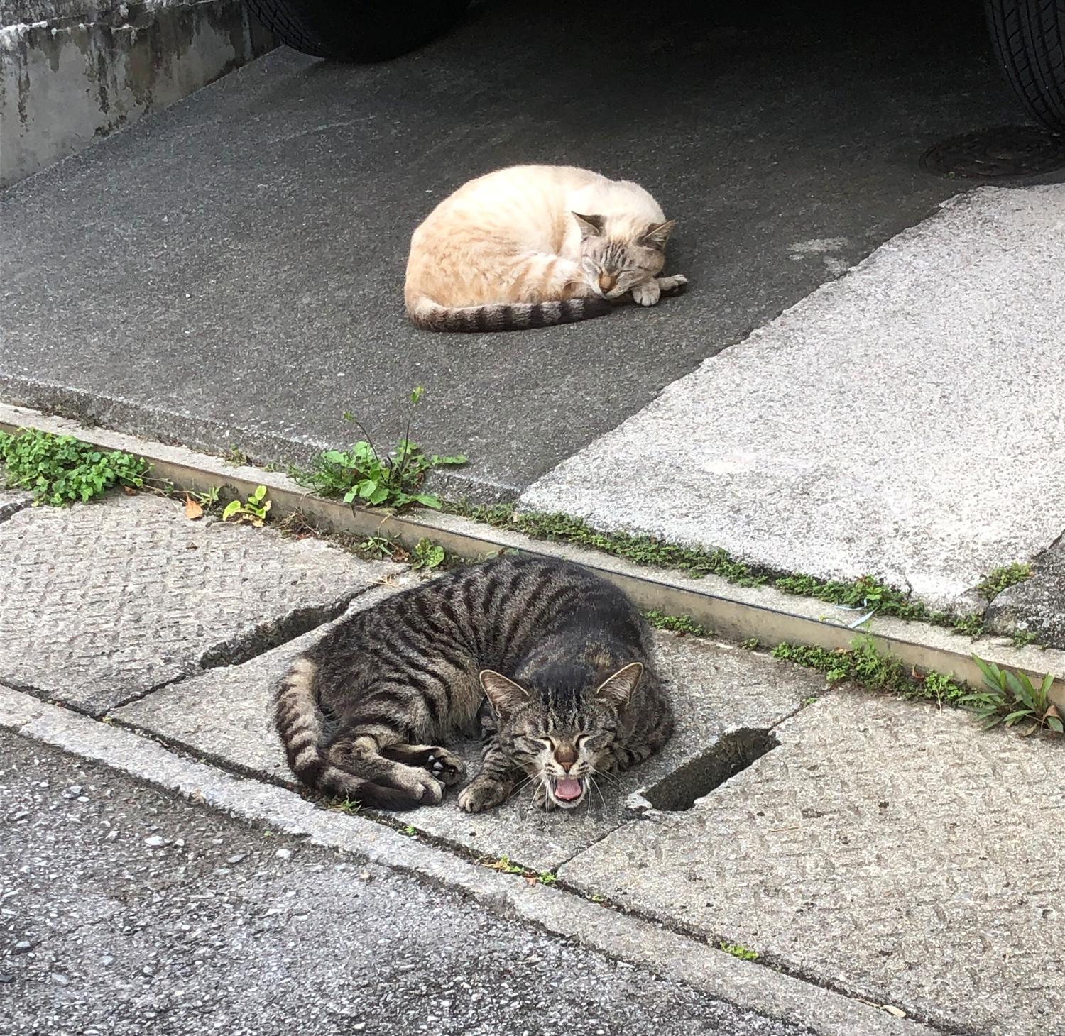 ねこ