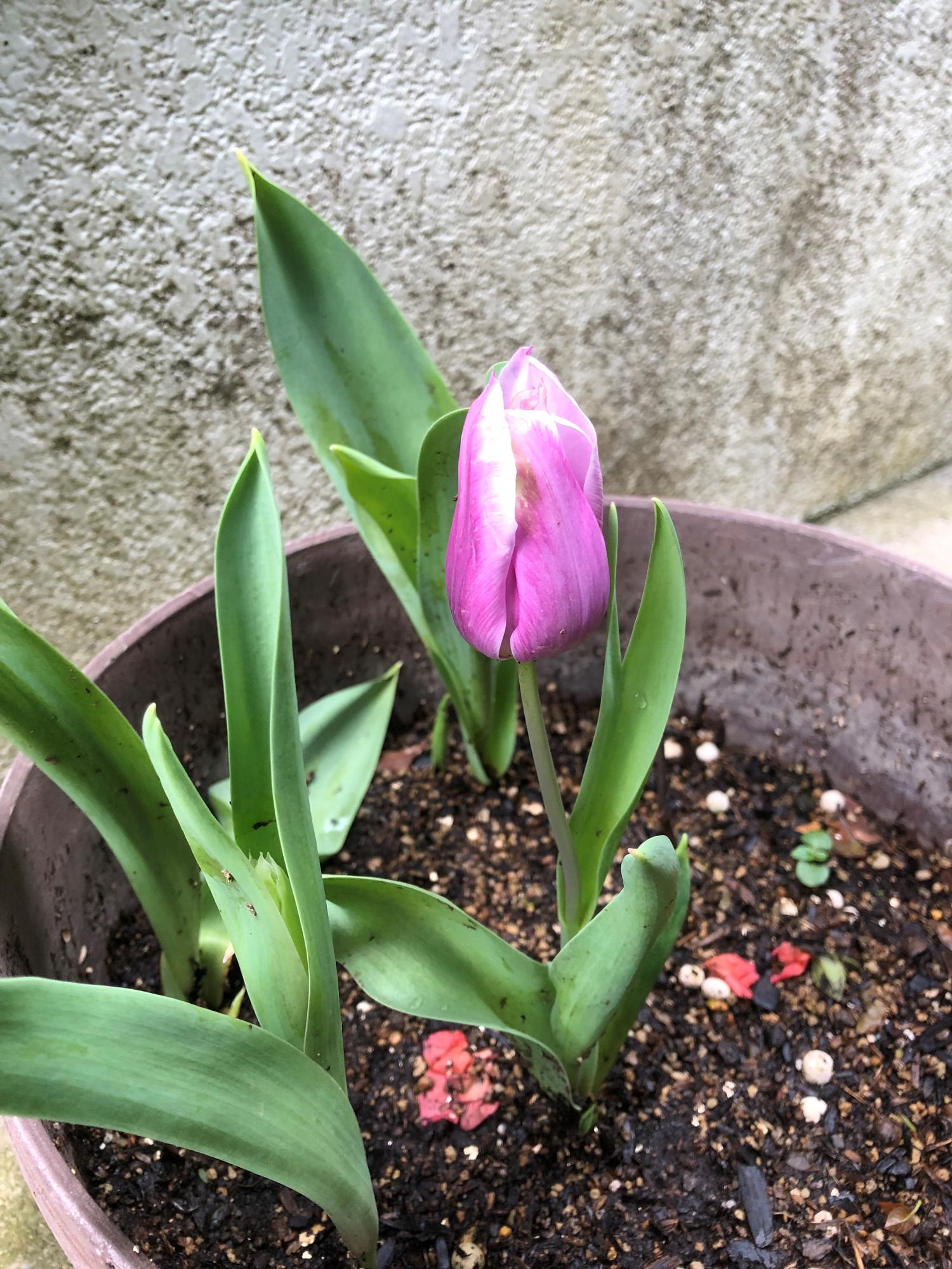 やっと花が