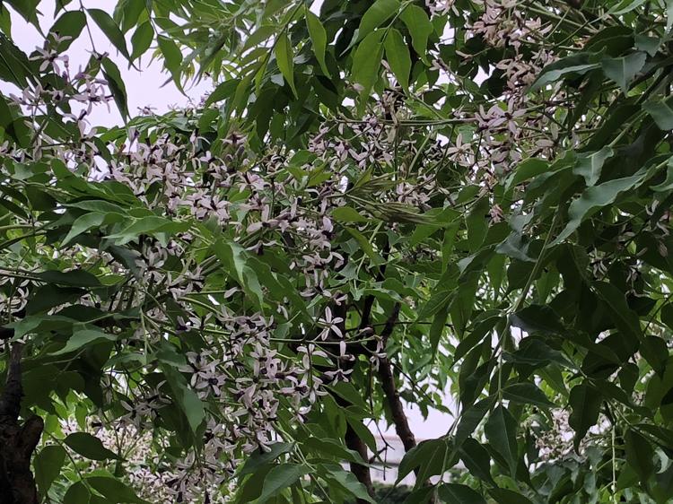 センダンの花