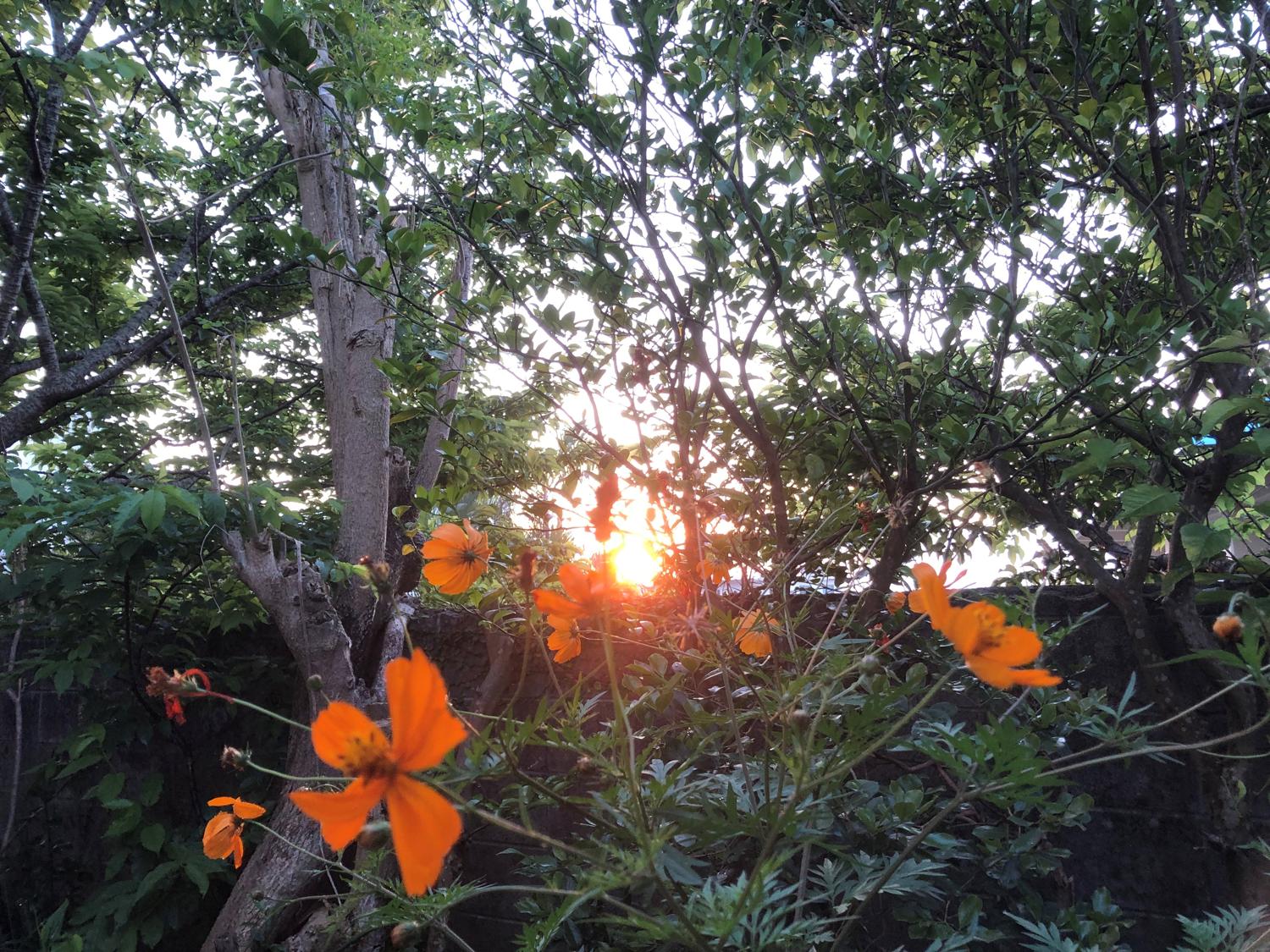 イェスタディの１８時３３分　夕陽