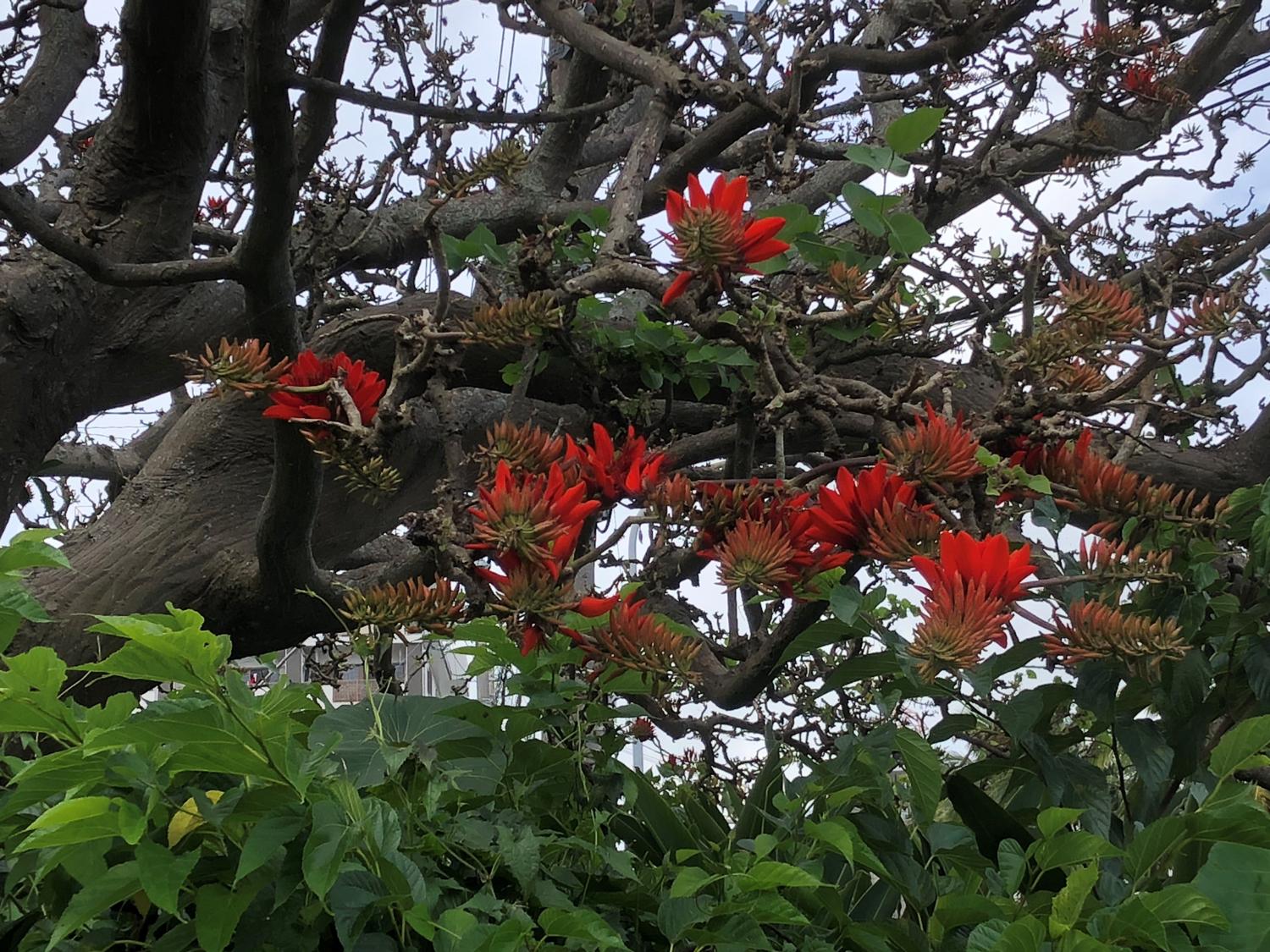 デイゴ