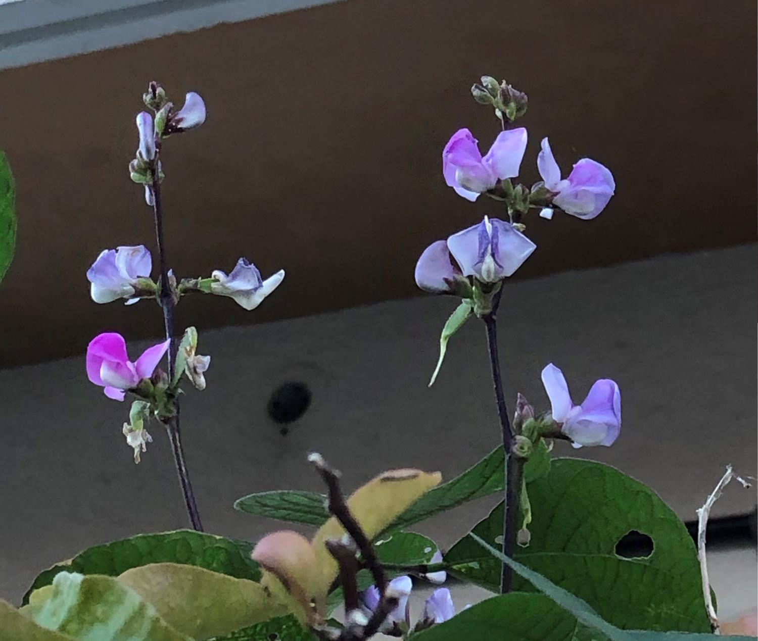 マメ科の花　正式な名前は知らない