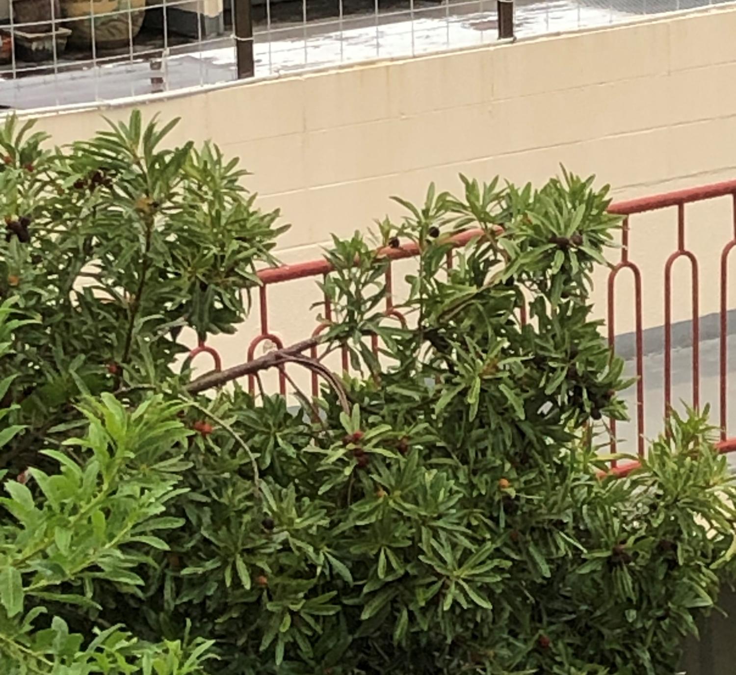 今が旬のヤマモモ