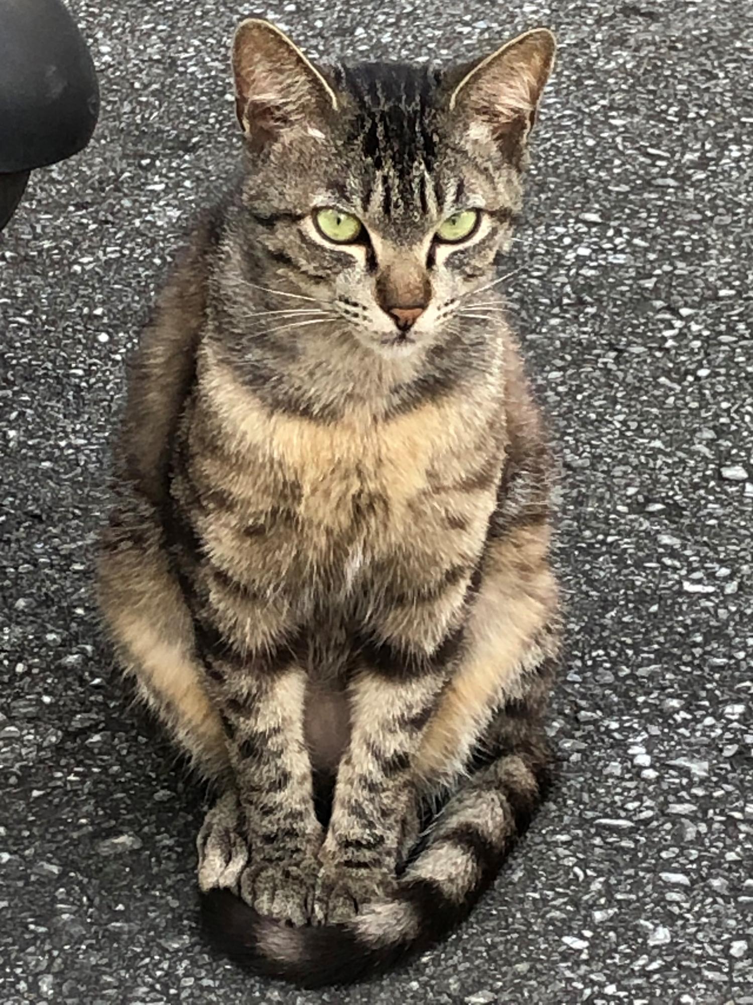 近所に居座る猫