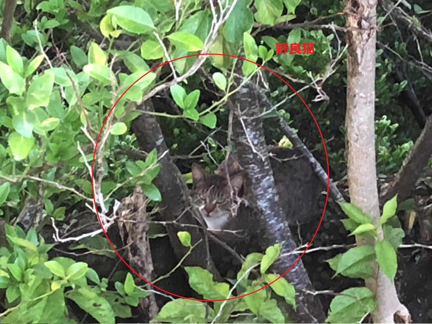 いつの間にか裏庭を縄張りにしている野良猫