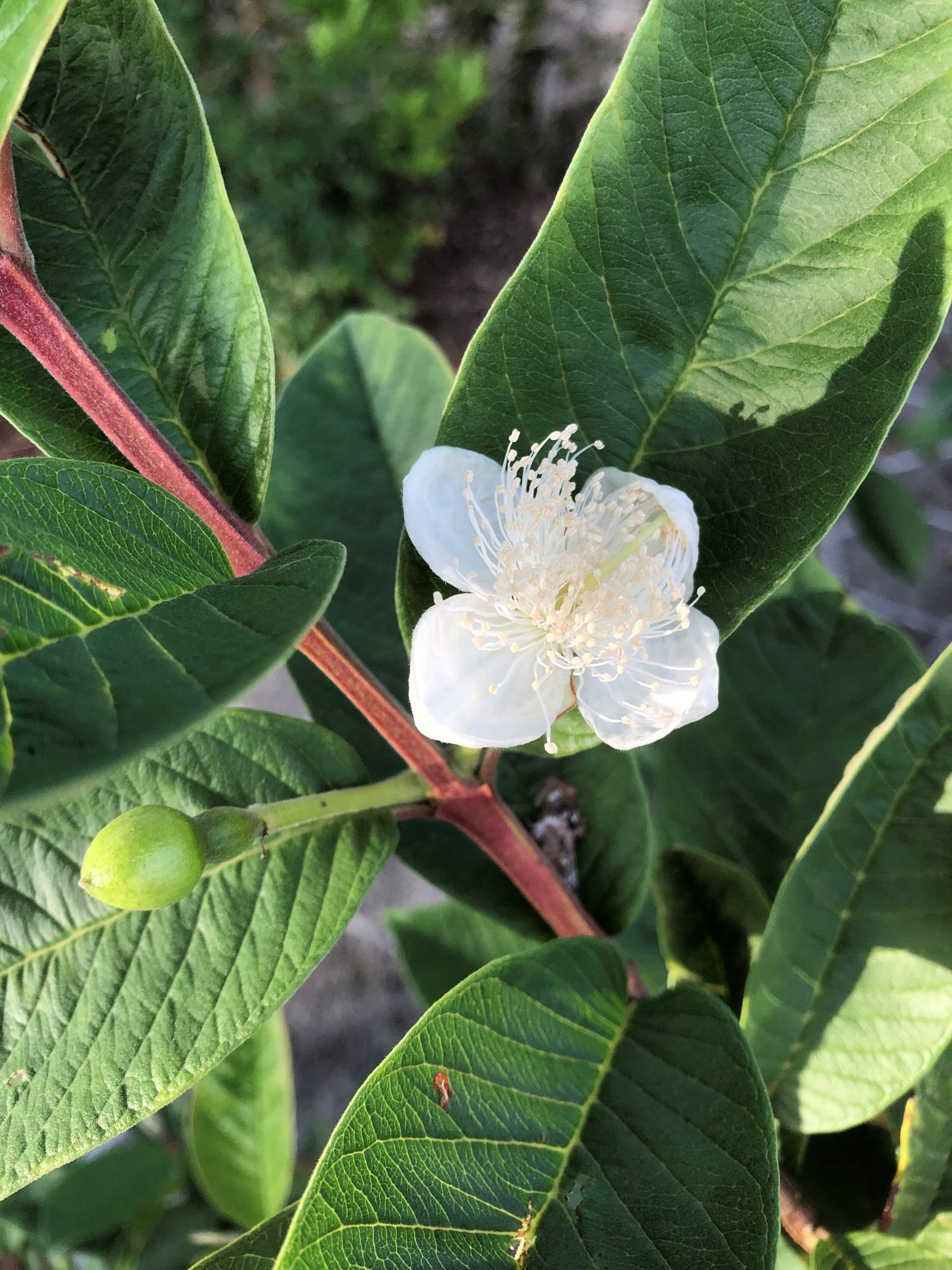 ５月３日撮影　ばんしるー（グワバ）の花