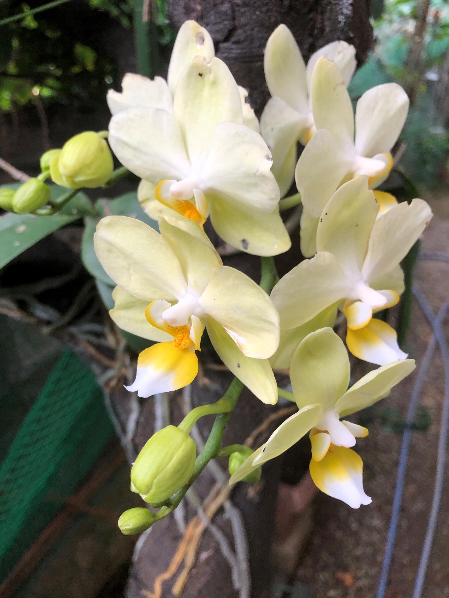 ４月２７日撮影　白い蘭