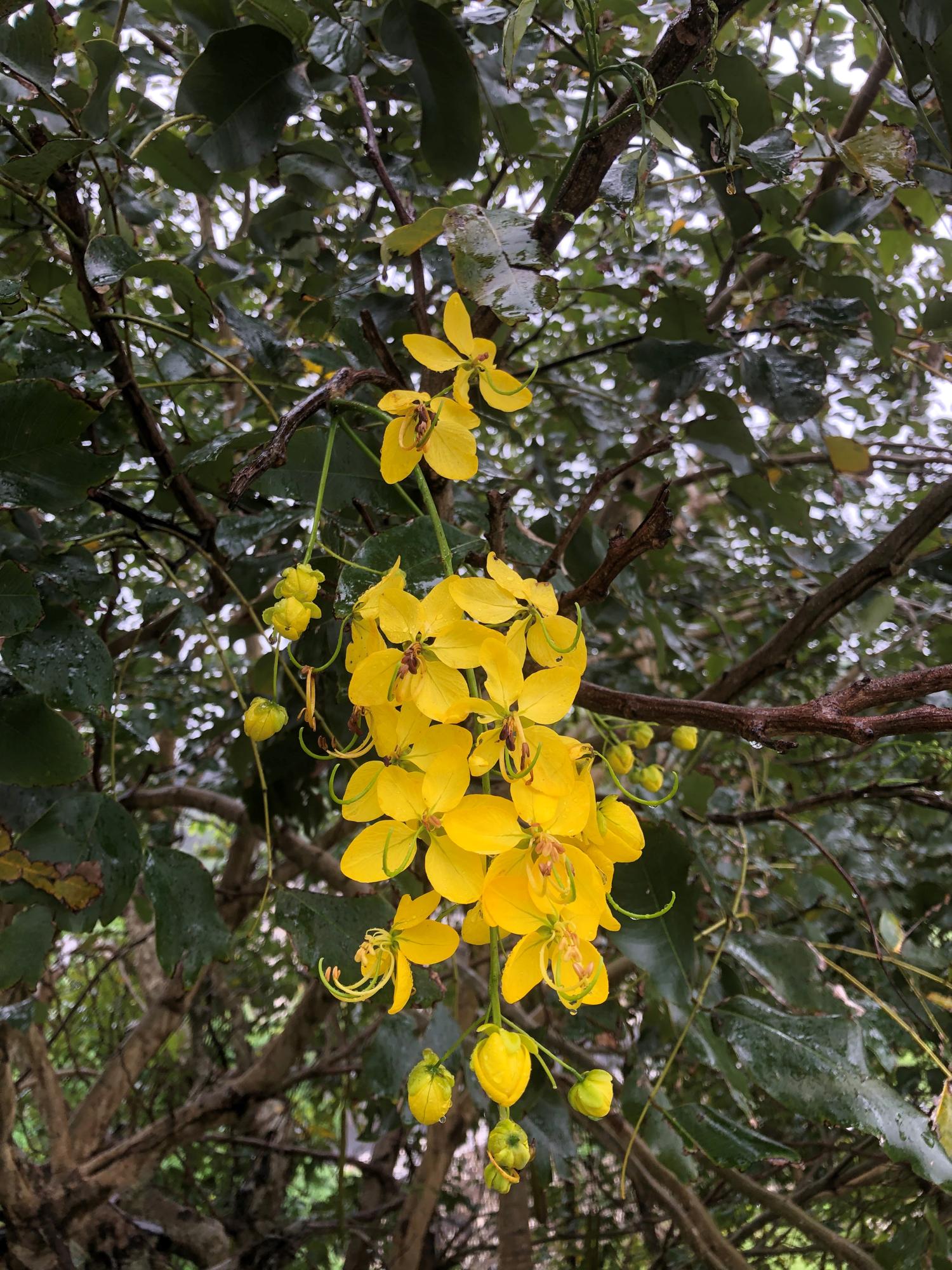 サガリバナ（下り花）ではない