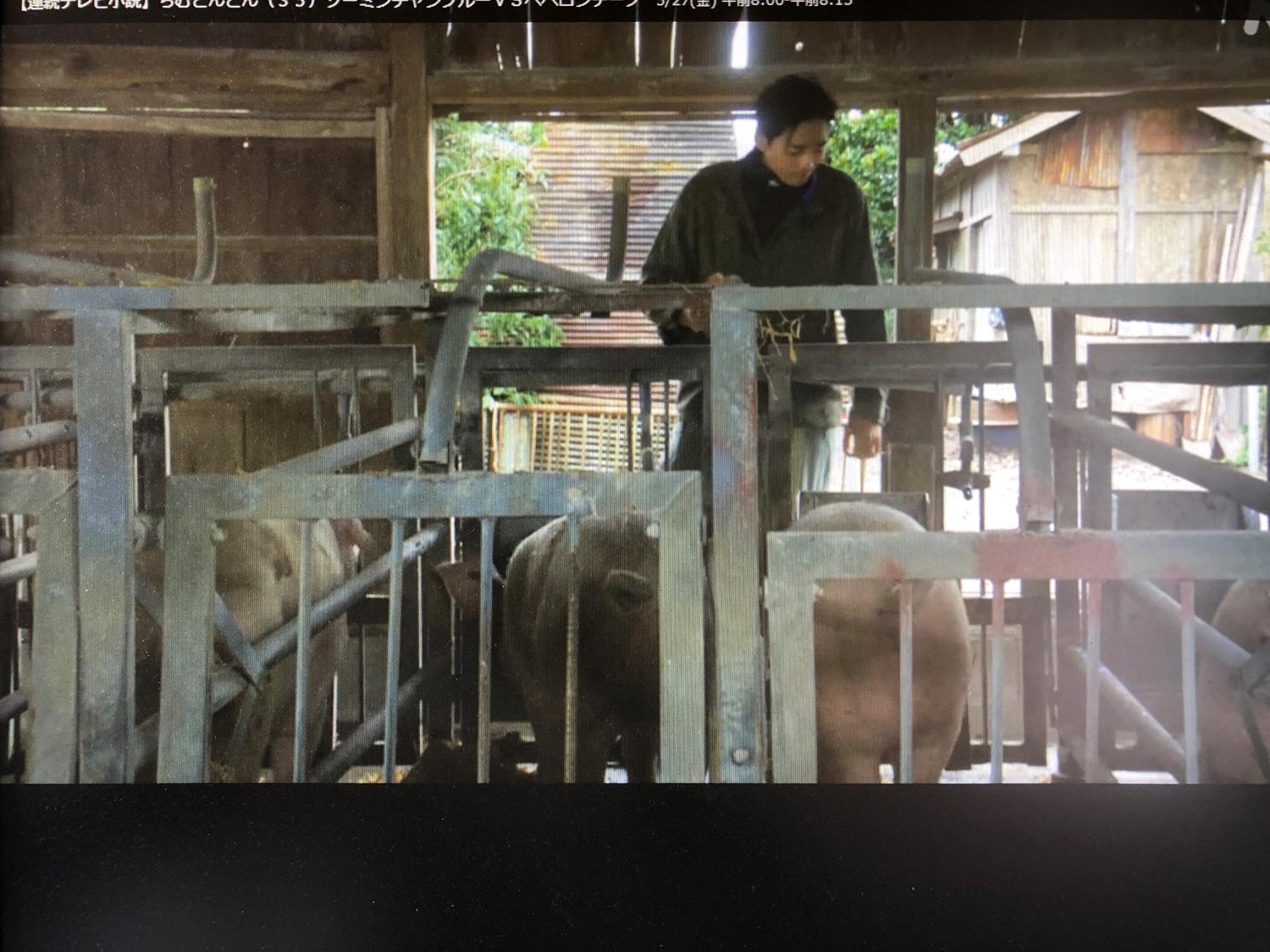 ちむどんどん　豚小屋