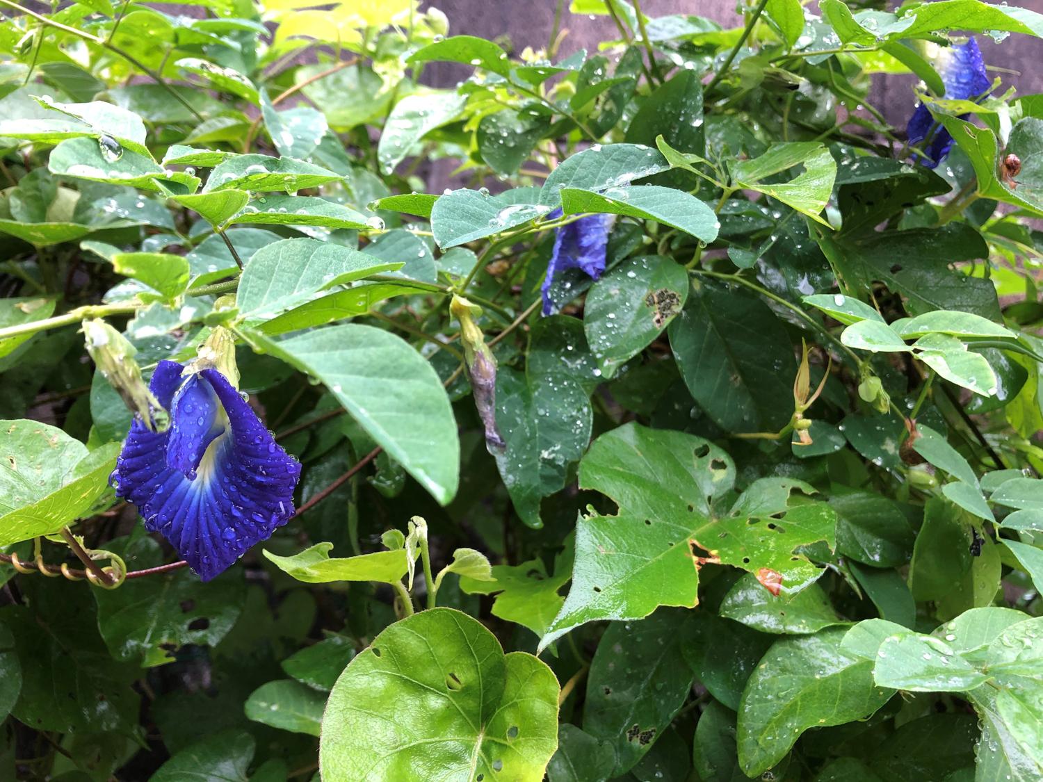 バタフライピーはマメ科の植物で、日本名で「チョウマメ（蝶豆）」