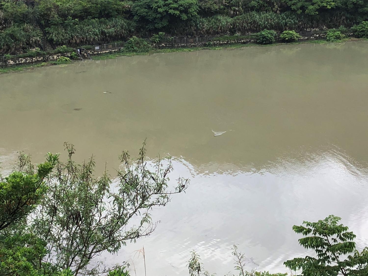 金城ダムの魚が水面で泳ぐ