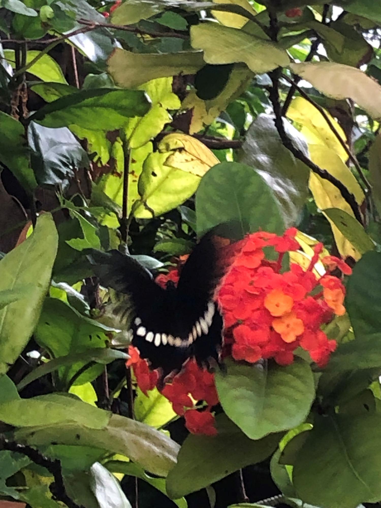 サンダンカの花の蜜を吸う、シロオビアゲハ　雌