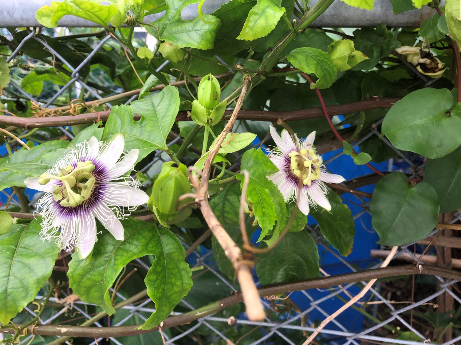 パッションフルーツの花