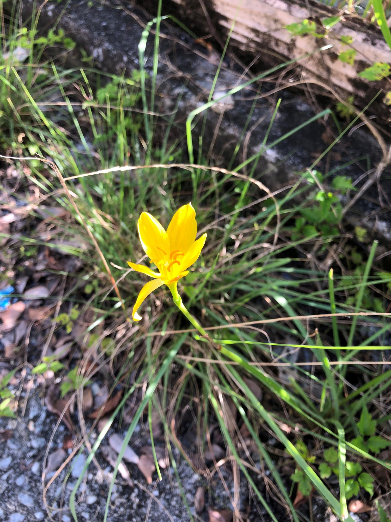 キバナタマスダレ　黄花玉簾