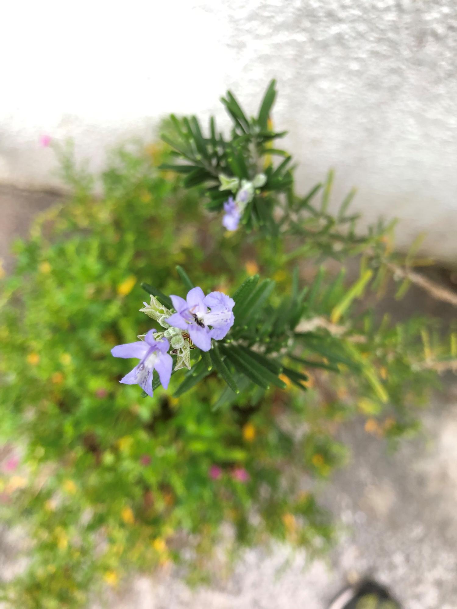 ローズマリーの青紫の花が咲く