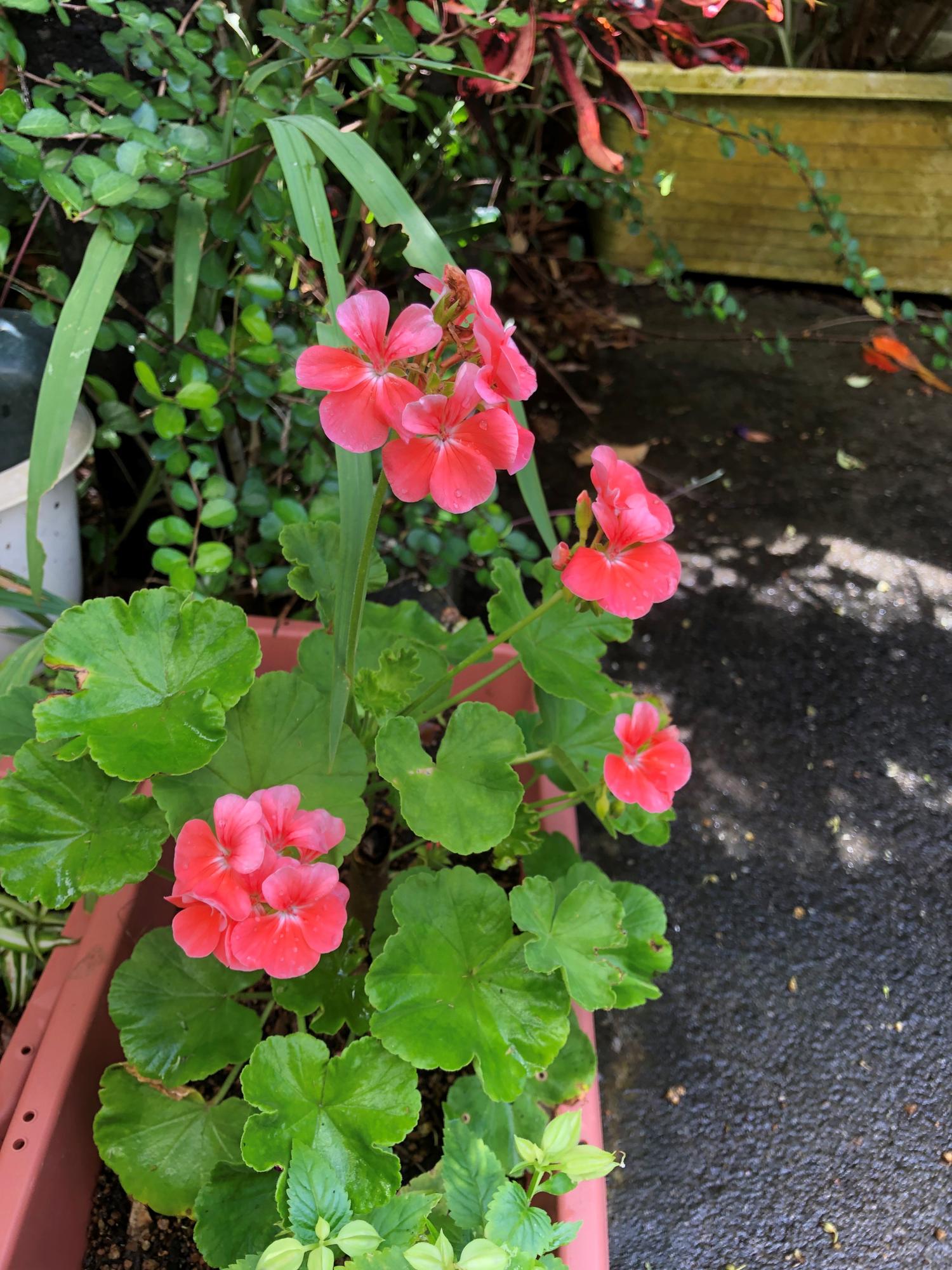 お隣さんから貰った苗のゼラニウムの花が、咲く