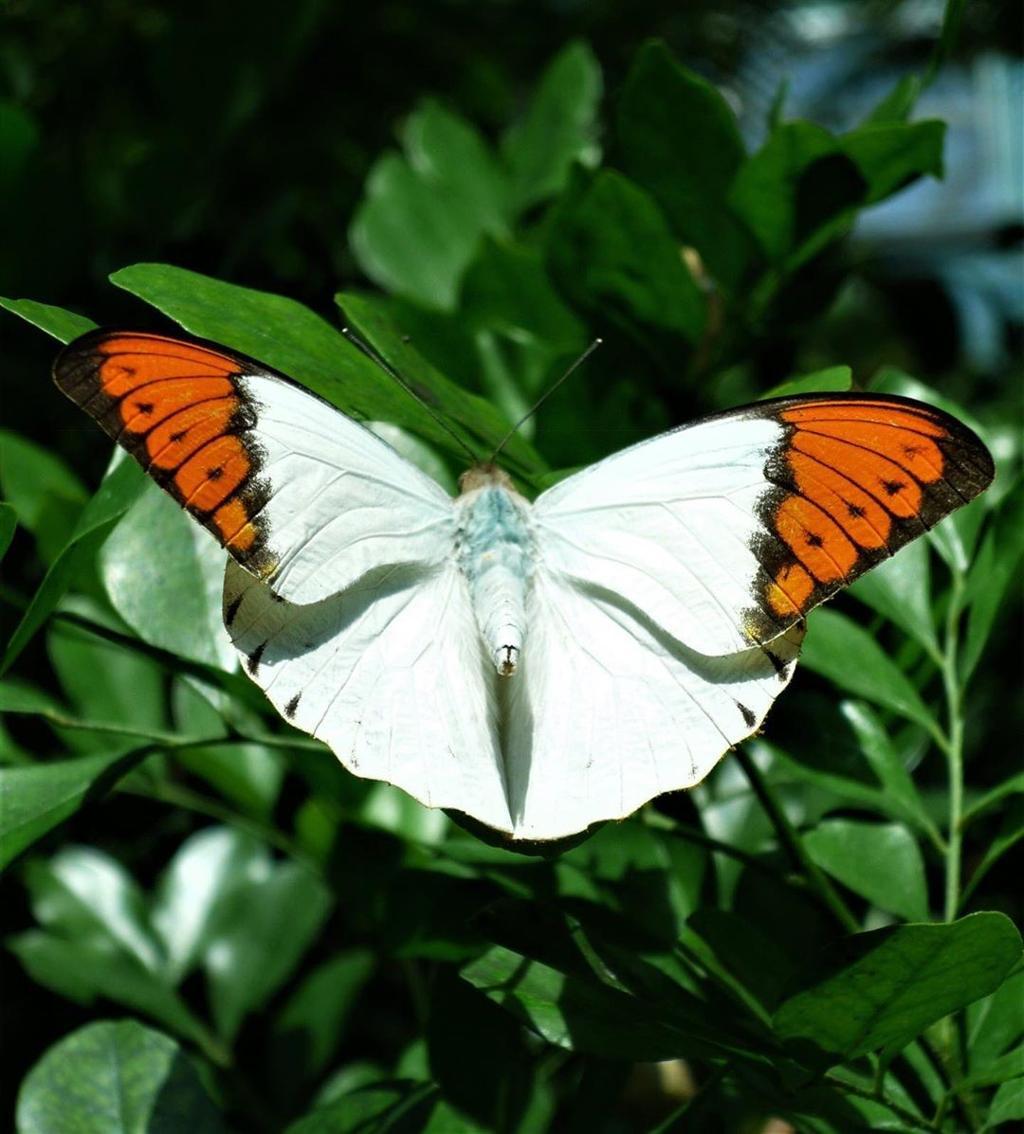 ツマベニチョウ（褄紅蝶、Hebomoia glaucippe）