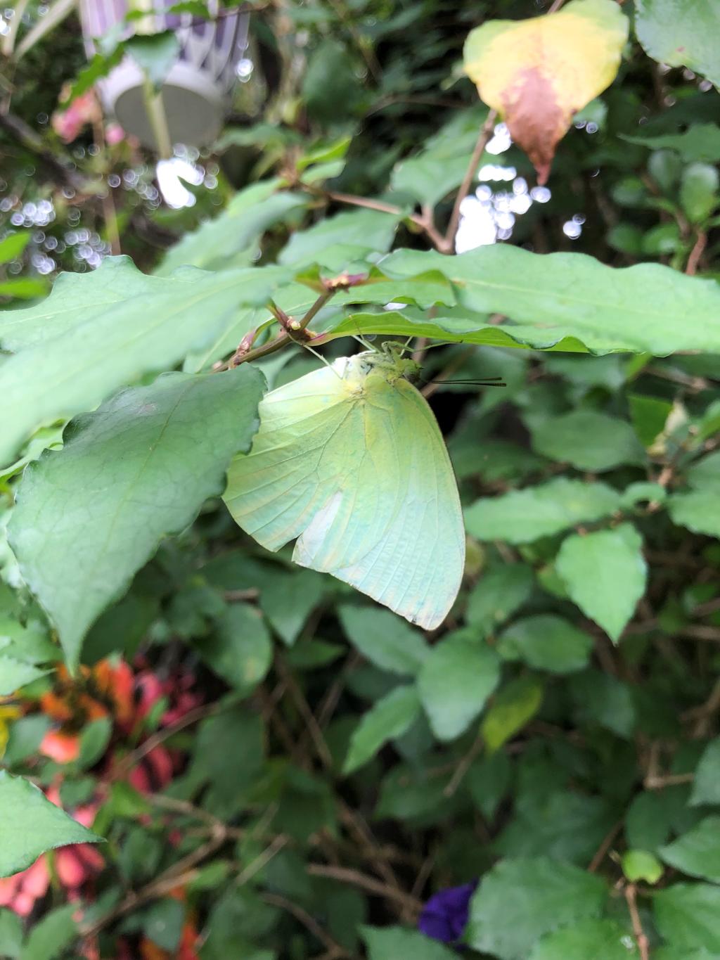 ウスキシロチョウ　７月１日撮影