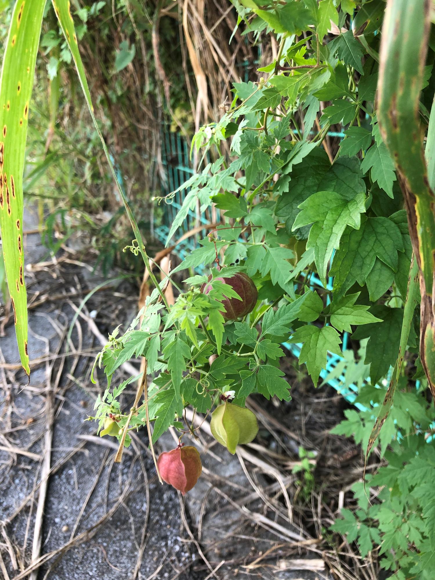 風船葛（フウセンカズラ）