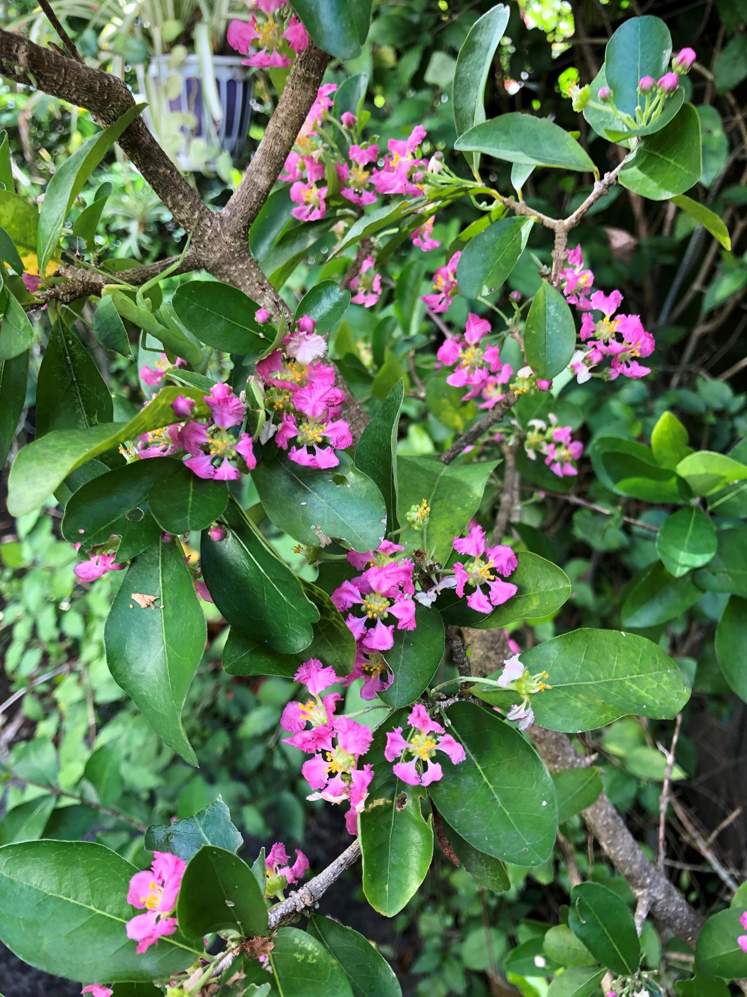 アセロラの花が一杯