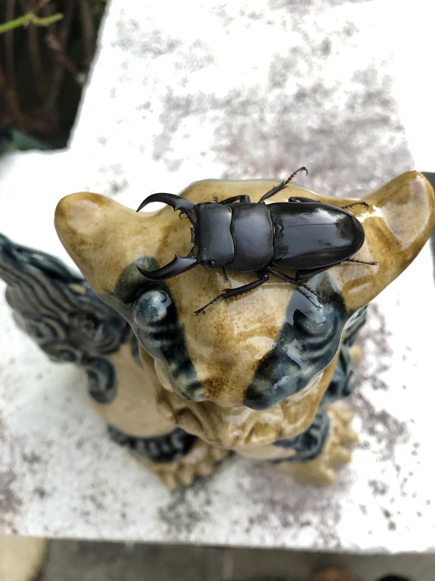 オスのクワガタ